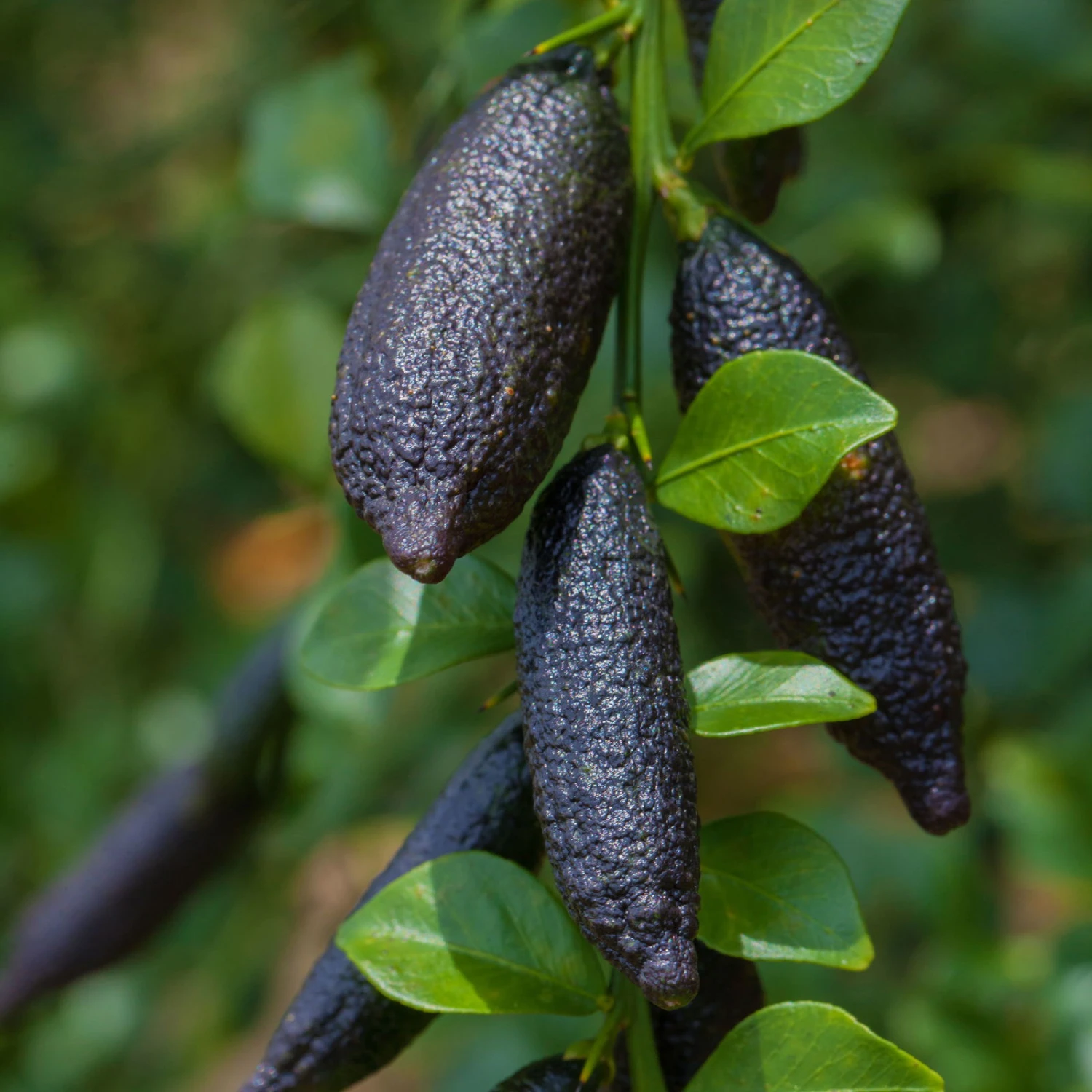 Fingerlimette, Topf-Ø 15 Cm, Höhe Ca. 40 Cm – Bild 5