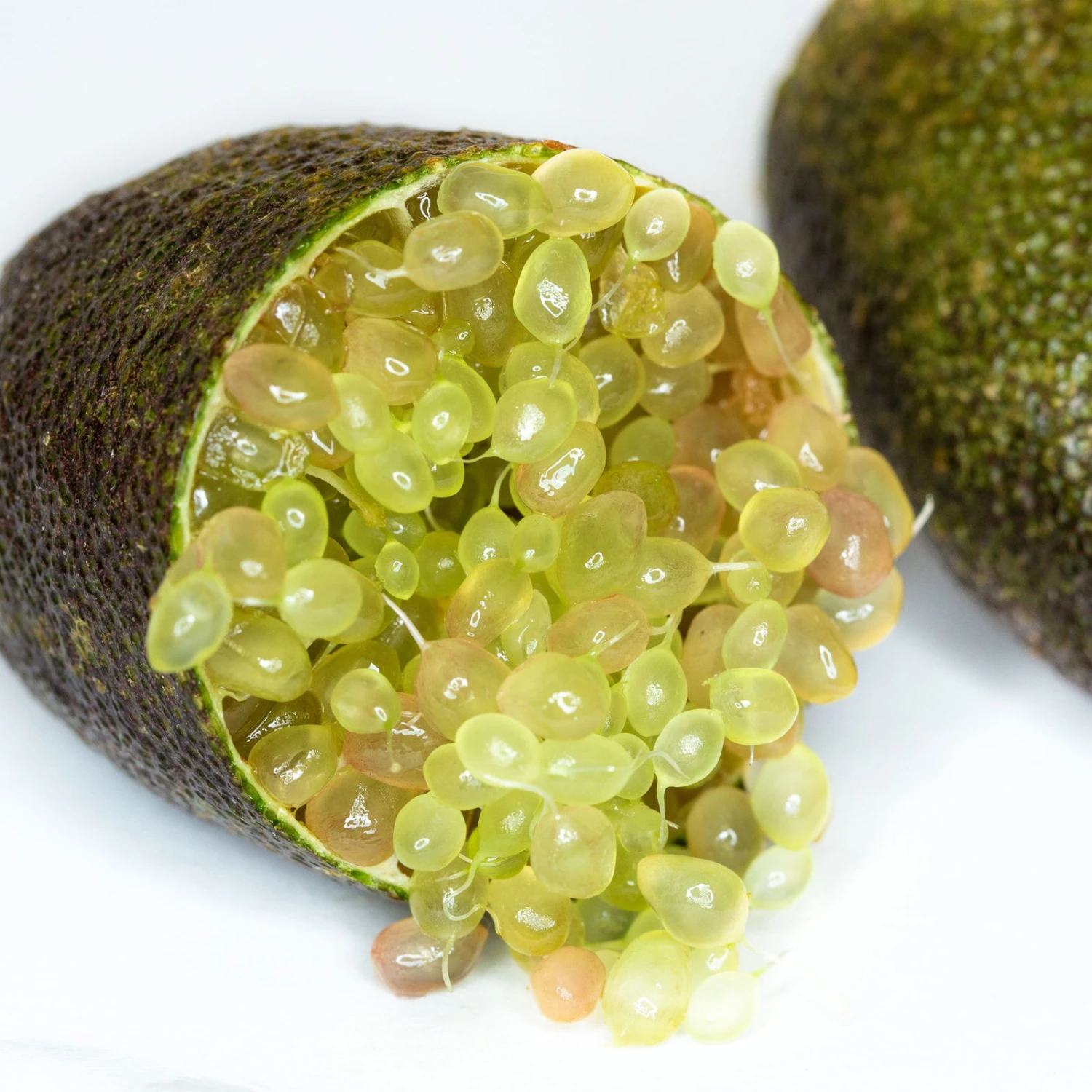 Fingerlimette, Topf-Ø 15 Cm, Höhe Ca. 40 Cm – Bild 2