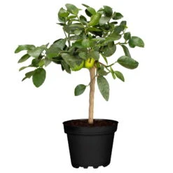 Echter Limettenbaum, Stamm, Topf-Ø 20 Cm, Höhe Ca. 60 Cm