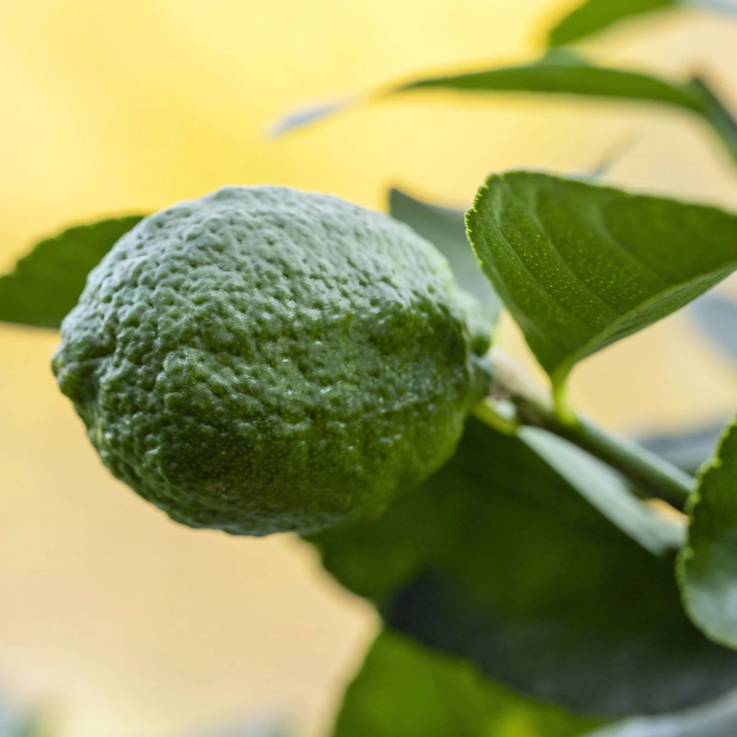 Echter Limettenbaum, Stamm, Topf-Ø 20 Cm, Höhe Ca. 60 Cm – Bild 2