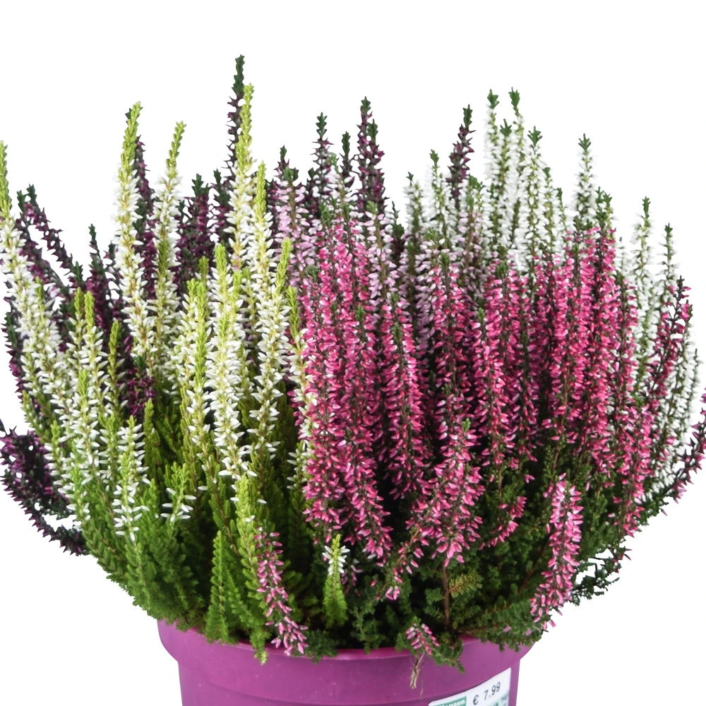 Knospenheide 'High Five®' Fünffarbig, Topf-Ø 17 Cm, 2er-Set – Bild 5