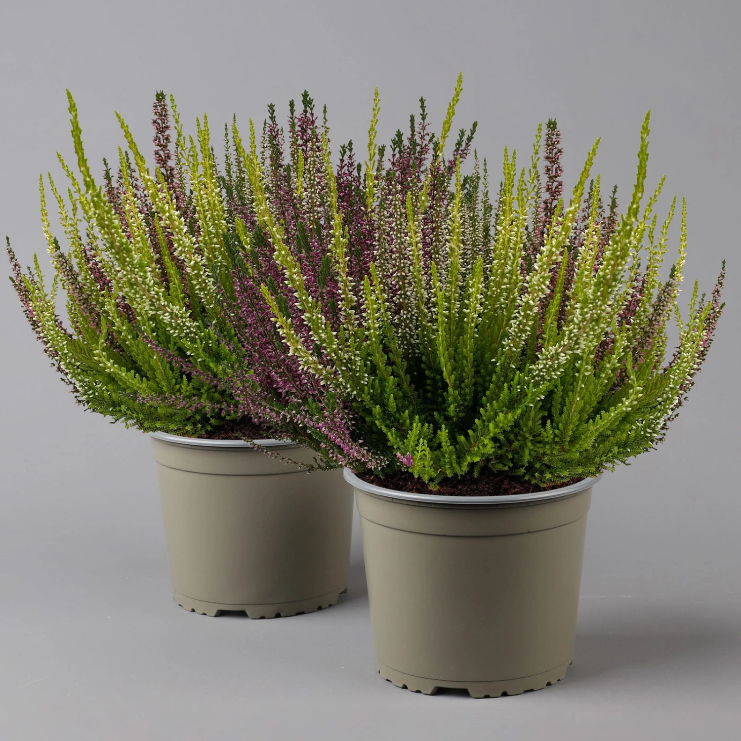 Knospenheide 'High Five®' Fünffarbig, Topf-Ø 17 Cm, 2er-Set