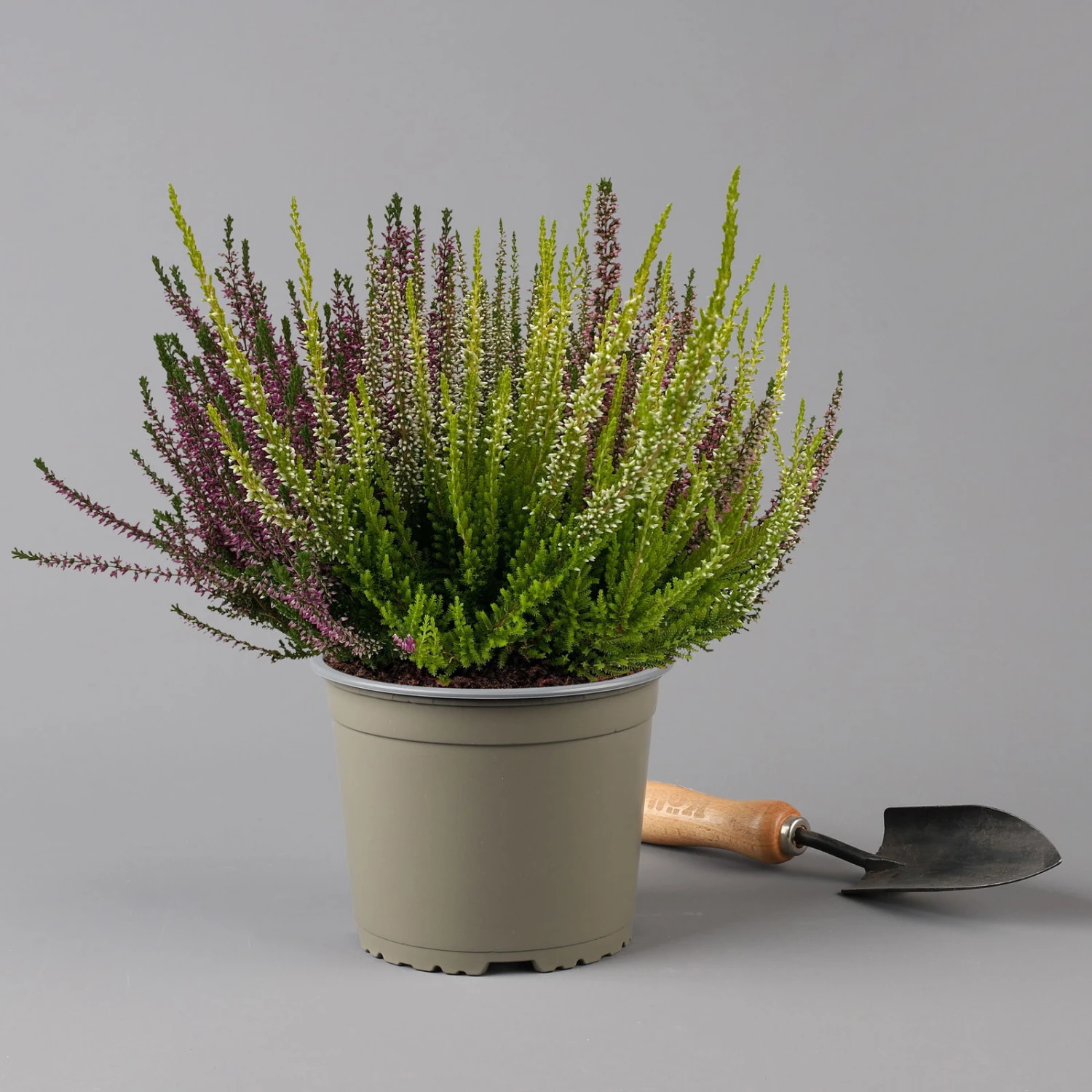 Knospenheide 'High Five®' Fünffarbig, Topf-Ø 17 Cm, 2er-Set – Bild 4