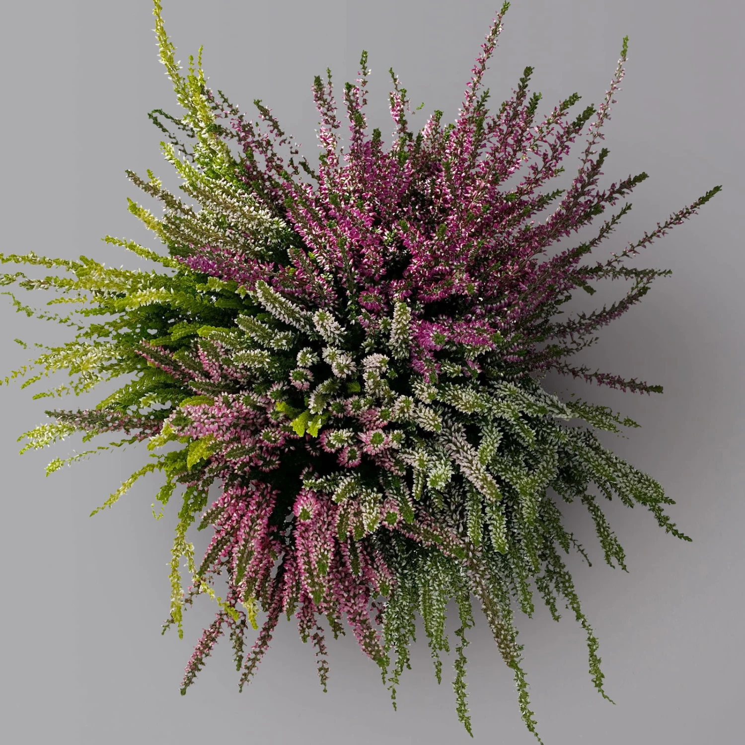 Knospenheide 'High Five®' Fünffarbig, Topf-Ø 17 Cm, 2er-Set – Bild 2