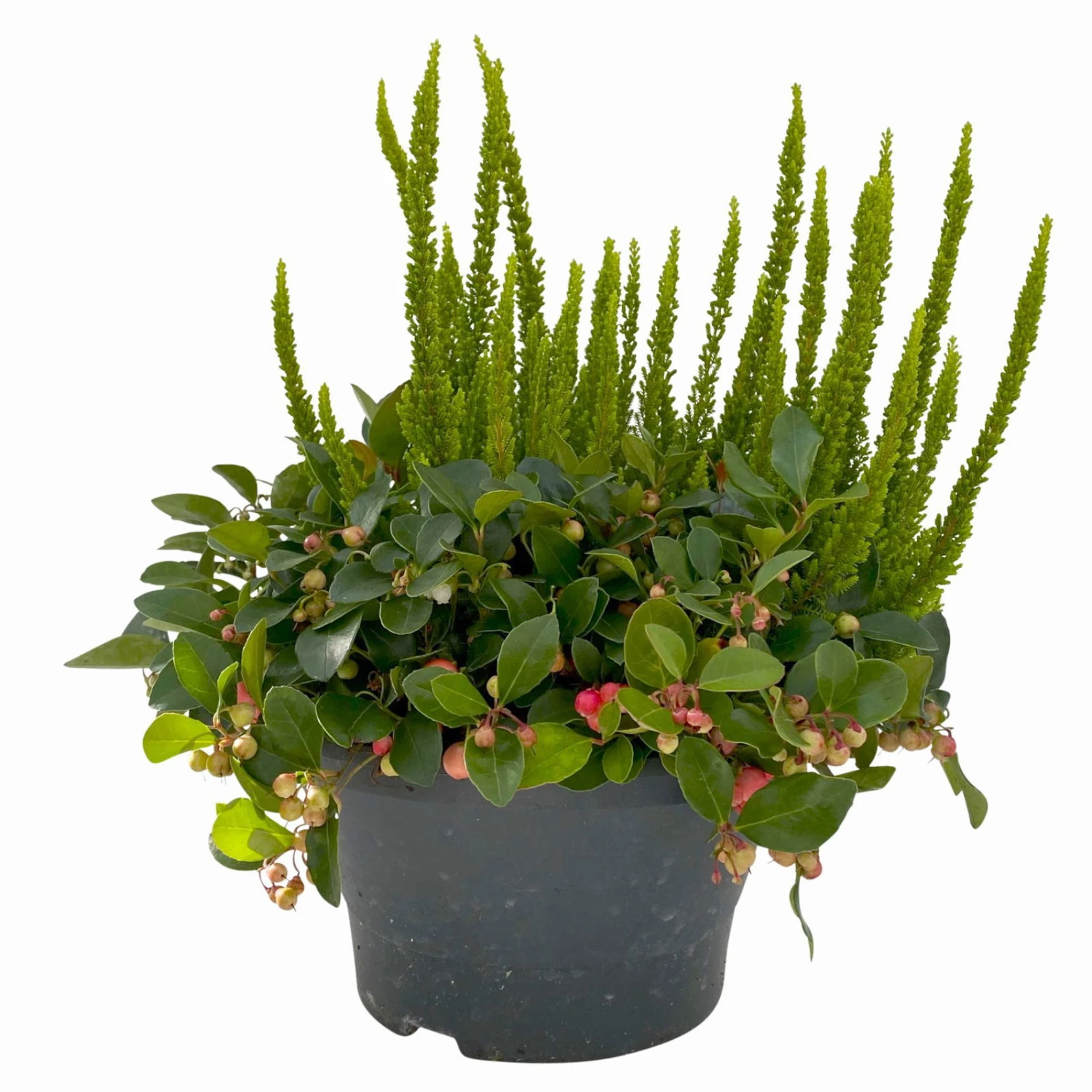 Calluna Skyline & Gaultheria Grün-rot, Pflanzschalen/-topf-Ø 23 Cm