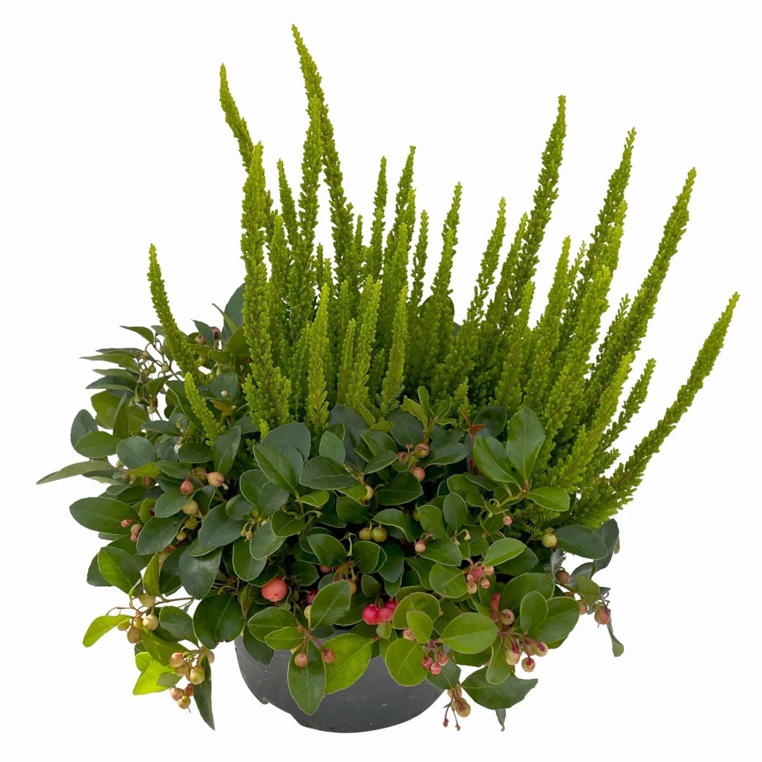 Calluna Skyline & Gaultheria Grün-rot, Pflanzschalen/-topf-Ø 23 Cm – Bild 2