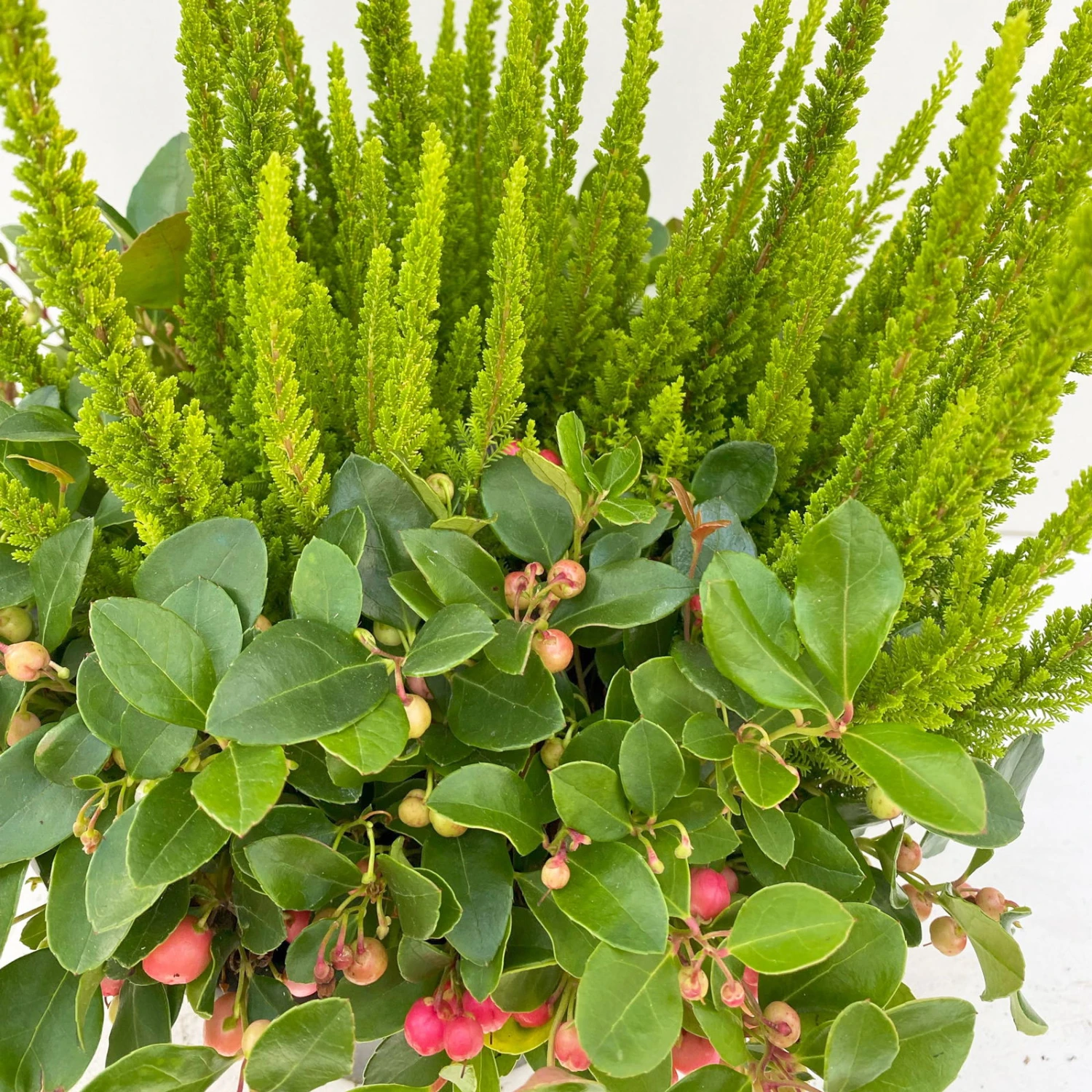 Calluna Skyline & Gaultheria Grün-rot, Pflanzschalen/-topf-Ø 23 Cm – Bild 3