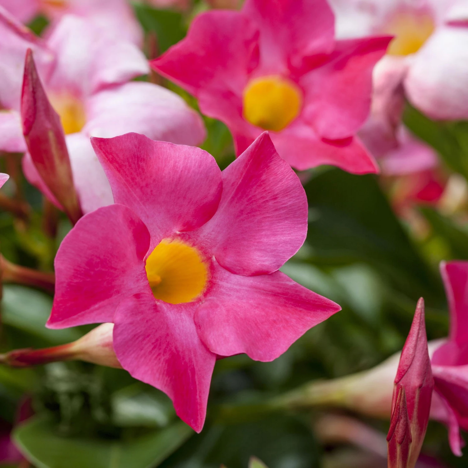 Dipladenie Rosa, Busch, Topf-Ø 13/14 Cm, 3er-Set – Bild 5