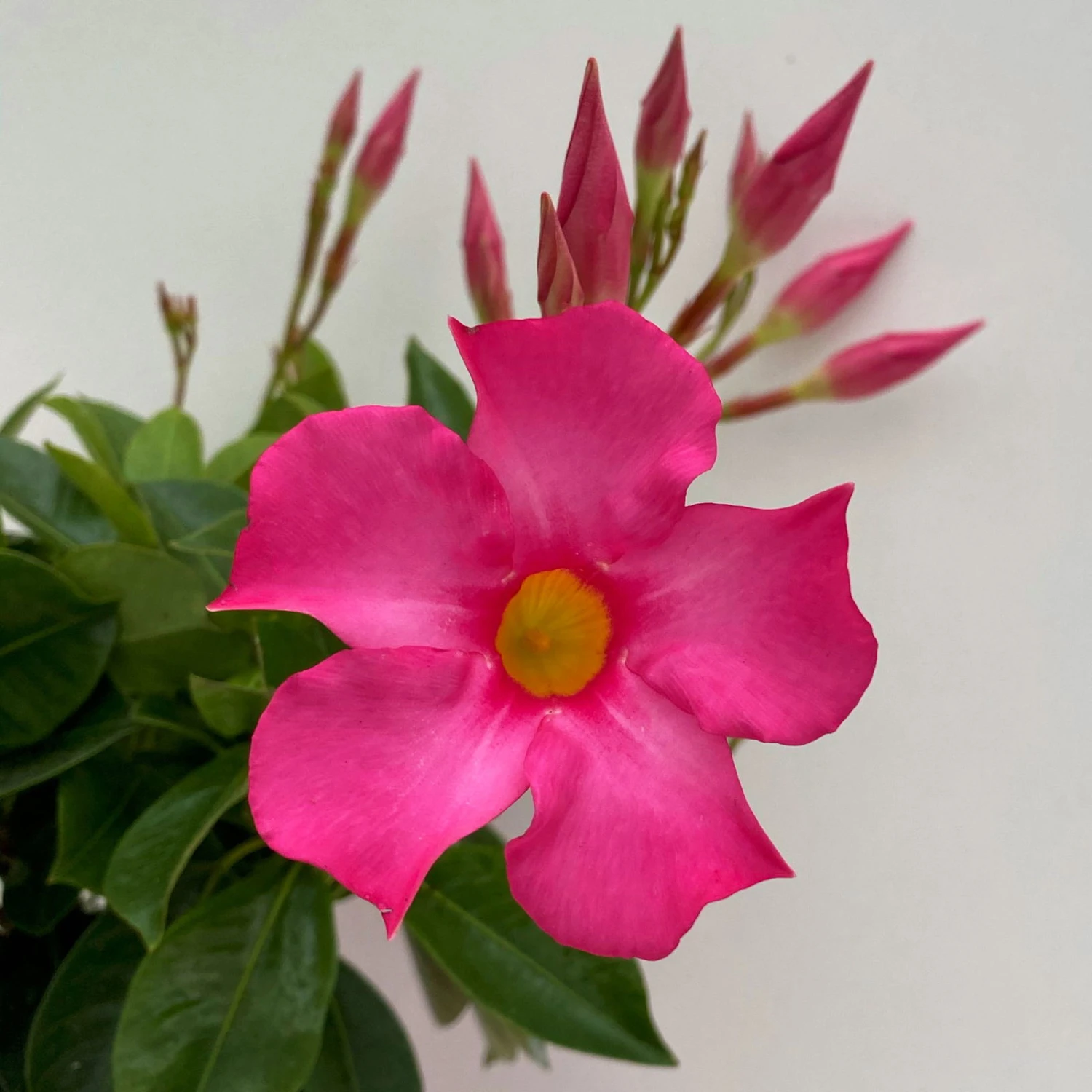 Dipladenie Rosa, Busch, Topf-Ø 13/14 Cm, 3er-Set – Bild 4