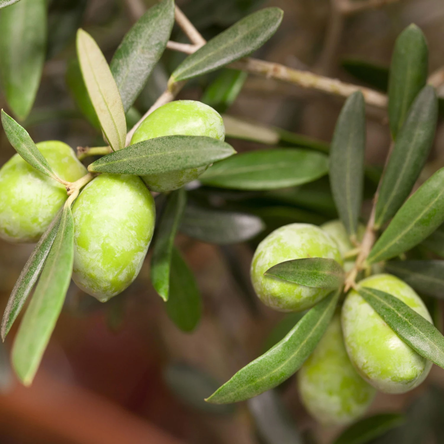 Olivenbaum ''Pompon', Verzweigter Stamm, Topf-Ø Ca. 33 Cm, Höhe Ca. 130 Cm – Bild 3