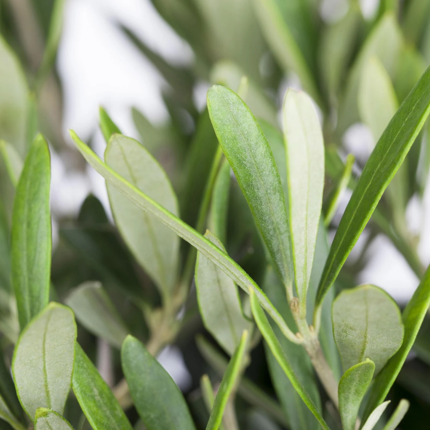 Olivenbaum ''Pompon', Verzweigter Stamm, Topf-Ø Ca. 33 Cm, Höhe Ca. 130 Cm – Bild 4