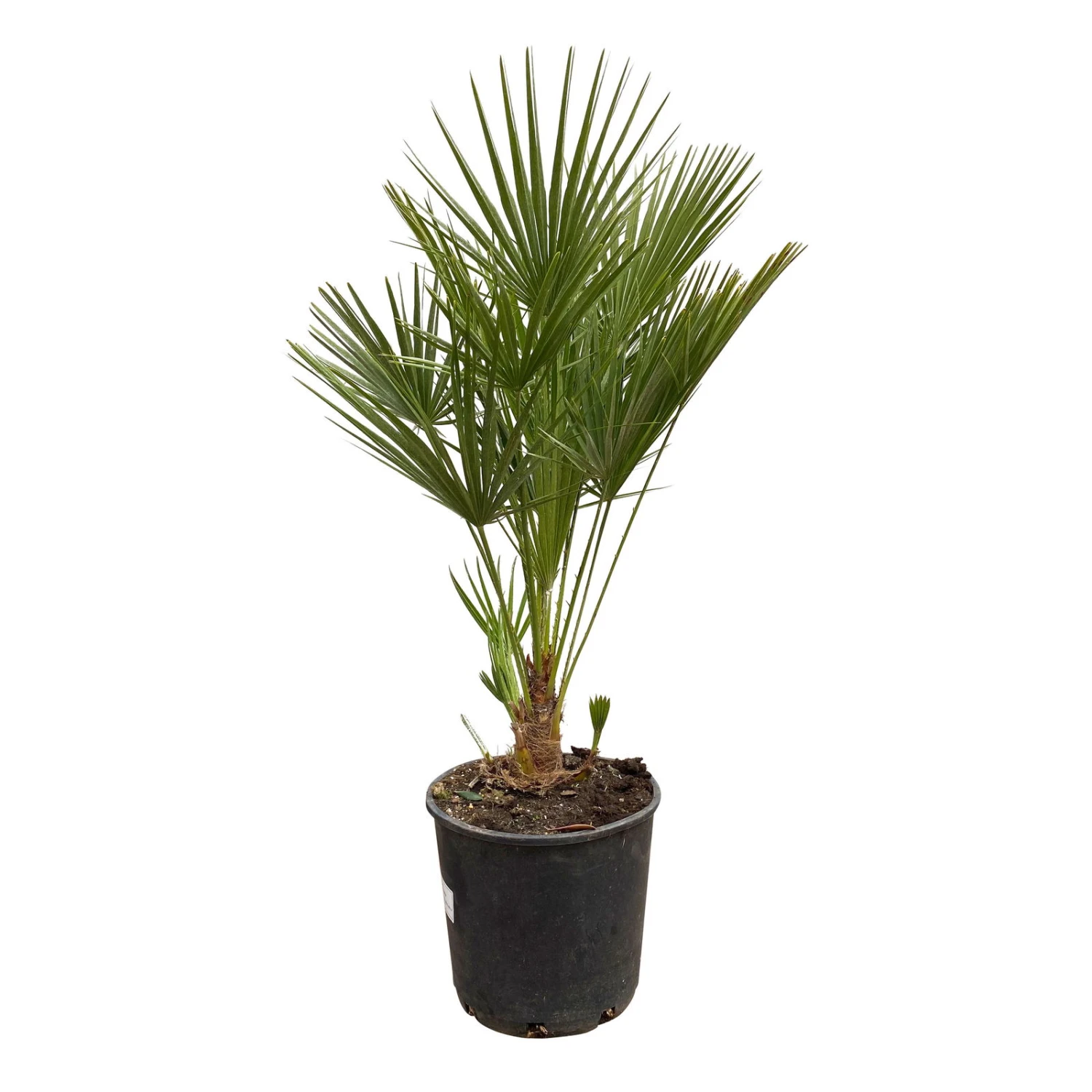 Chamaerops Humilis 'Sicilia', Topf-Ø 22 Cm, Höhe Ca. 80 Cm – Bild 2