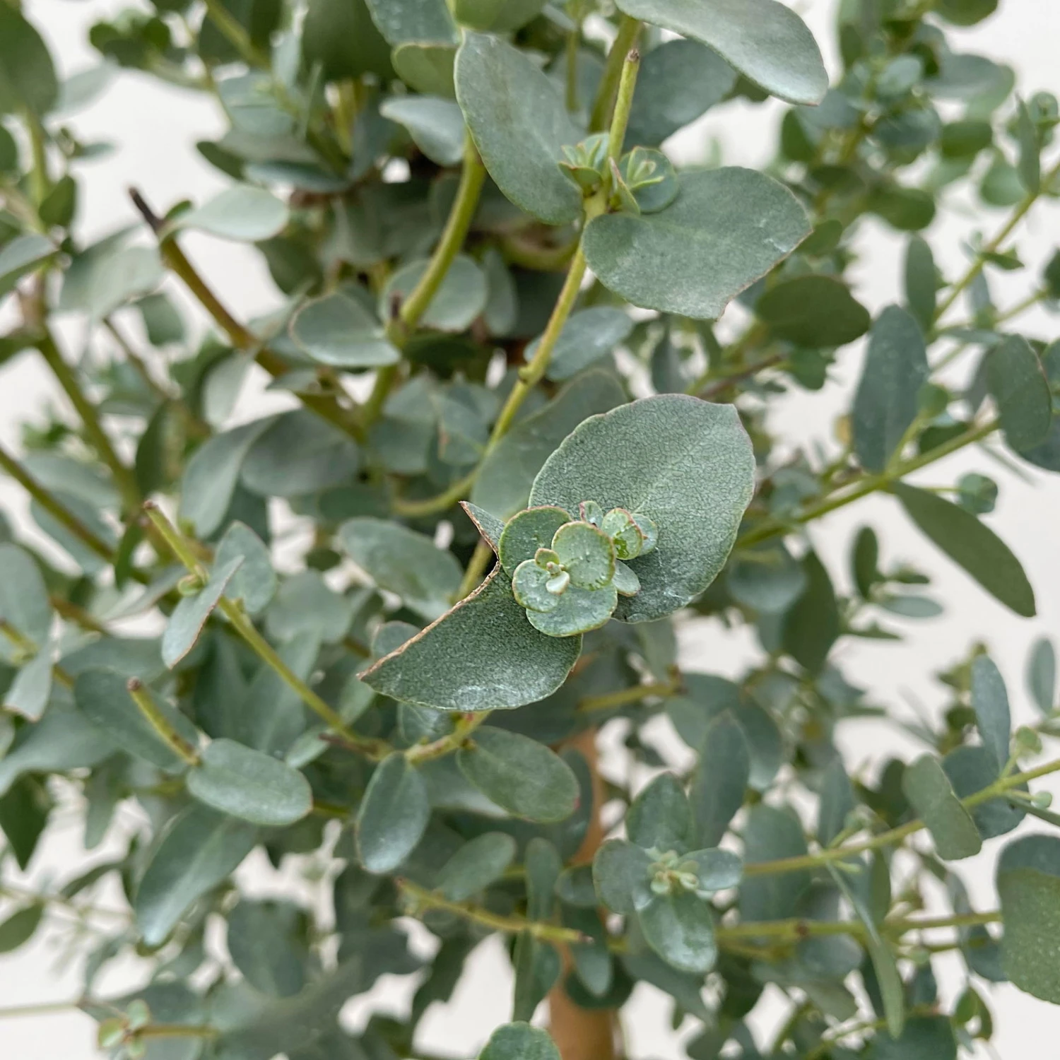 Eukalyptus, Stamm, Topf-Ø 17 Cm, Höhe Ca. 60 Cm – Bild 5