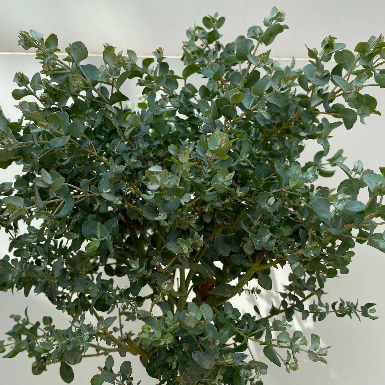 Eukalyptus, Stamm, Topf-Ø 17 Cm, Höhe Ca. 60 Cm – Bild 4