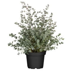Eukalyptus, Busch, Topf-Ø 17 Cm