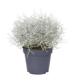 Calocephalus, Silber-grau, Topf-Ø 17 Cm, 3er-Set