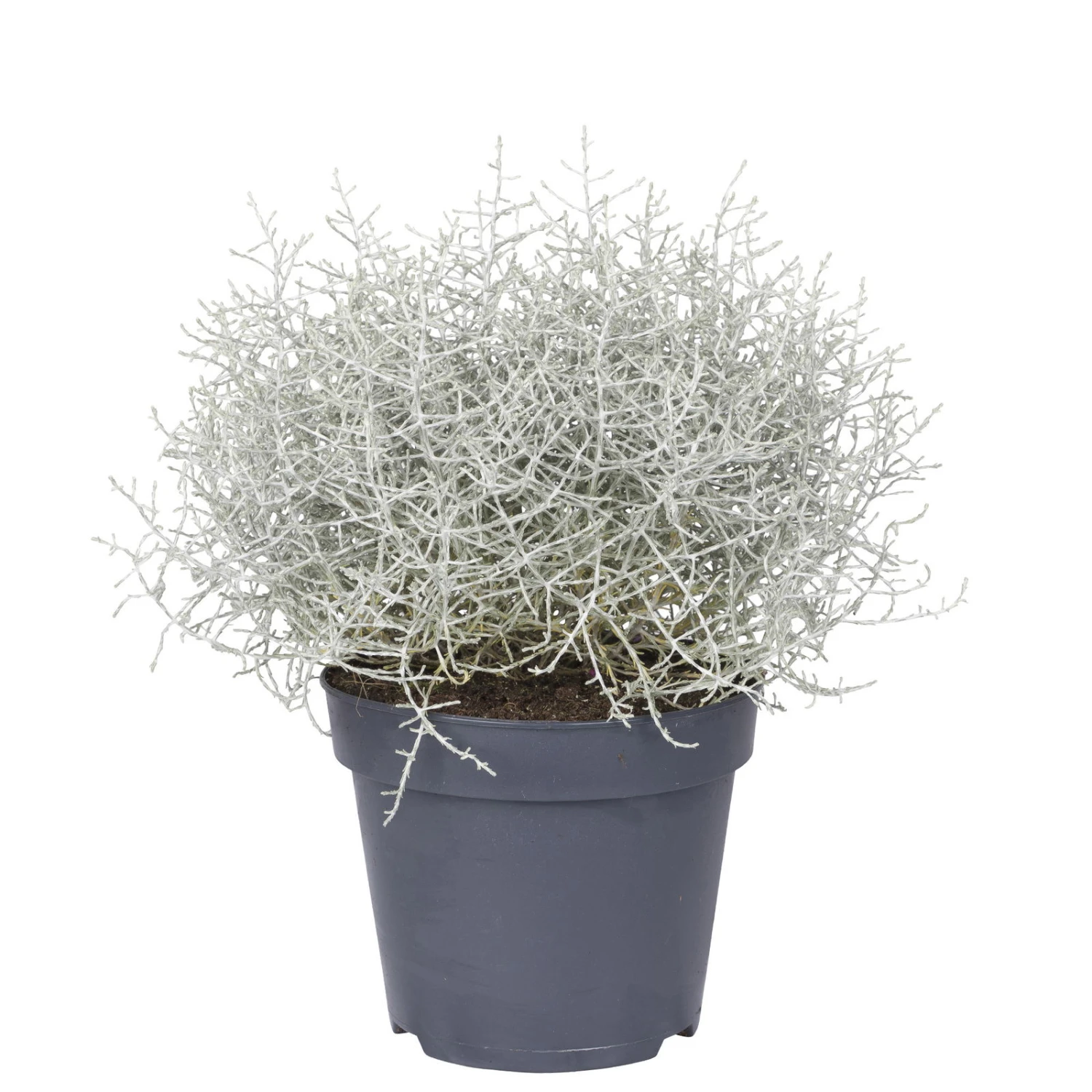 Calocephalus, Silber-grau, Topf-Ø 17 Cm, 3er-Set