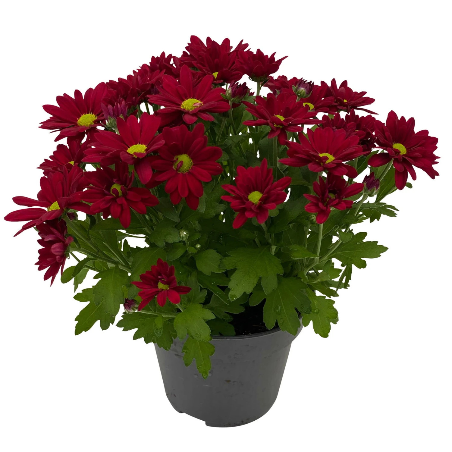Chrysanthemen 'Swifty', Farben Zufällig, Topf-Ø 12 Cm, 6er-Set – Bild 7