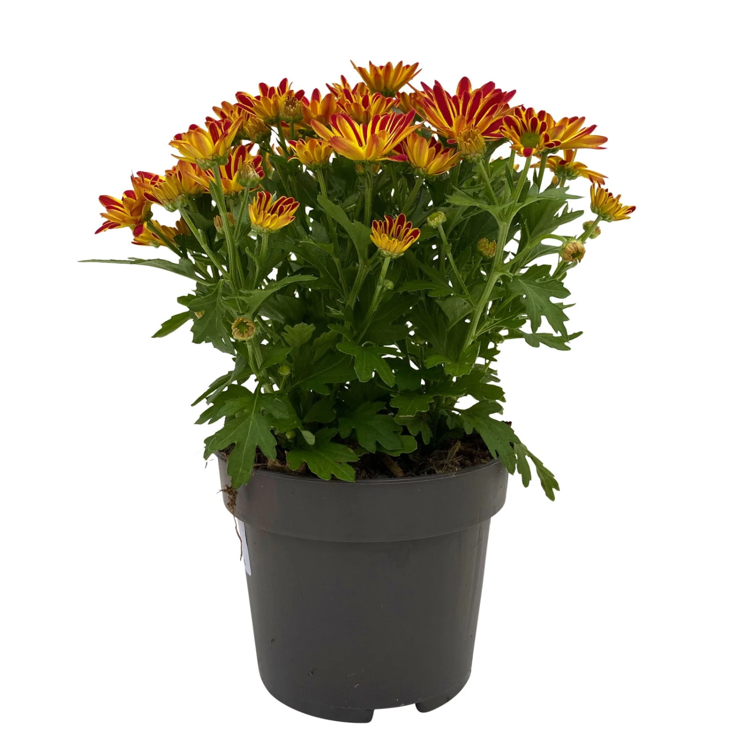 Chrysanthemen 'Swifty', Orange, Topf-Ø 12 Cm, 6er-Set – Bild 3