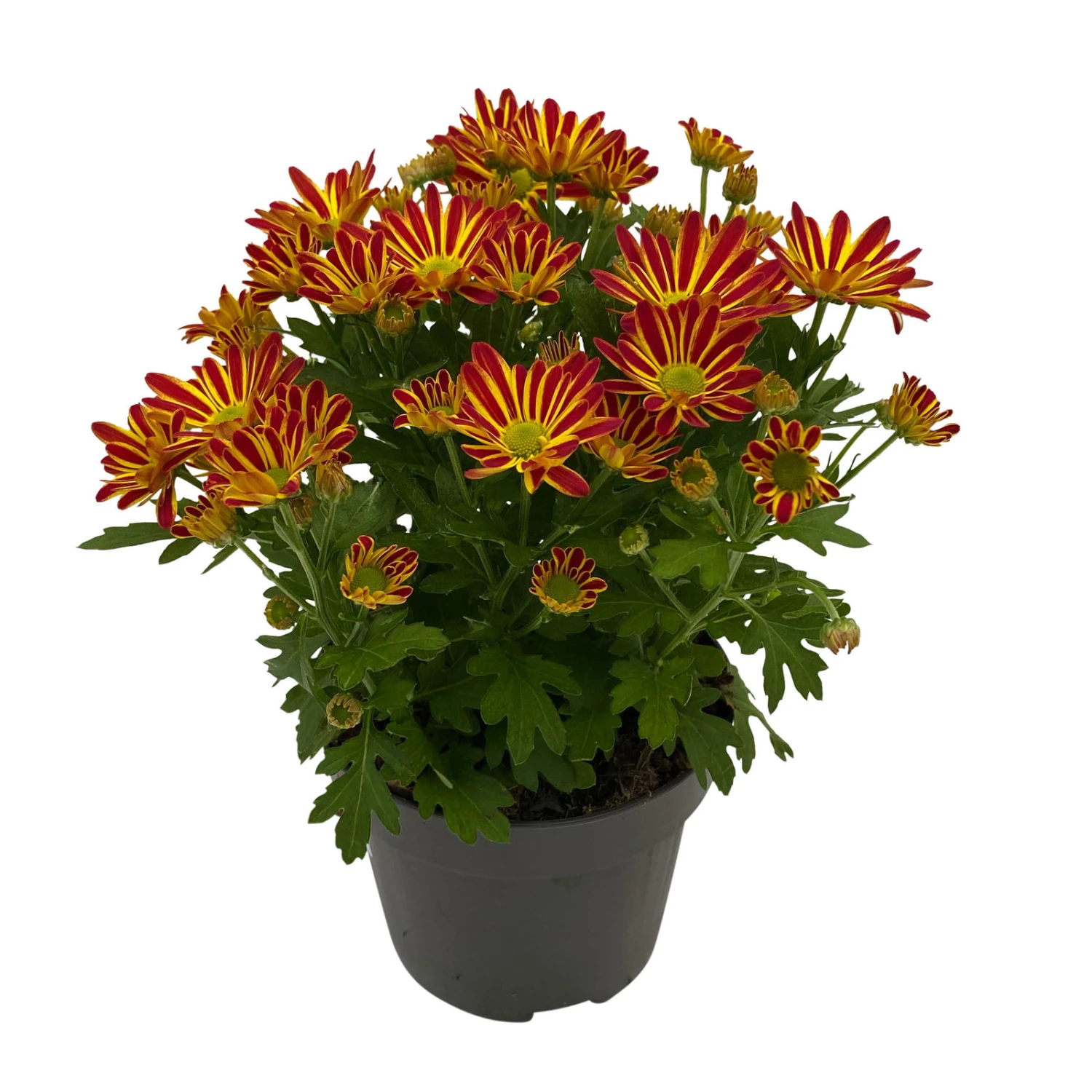 Chrysanthemen 'Swifty', Orange, Topf-Ø 12 Cm, 6er-Set – Bild 4
