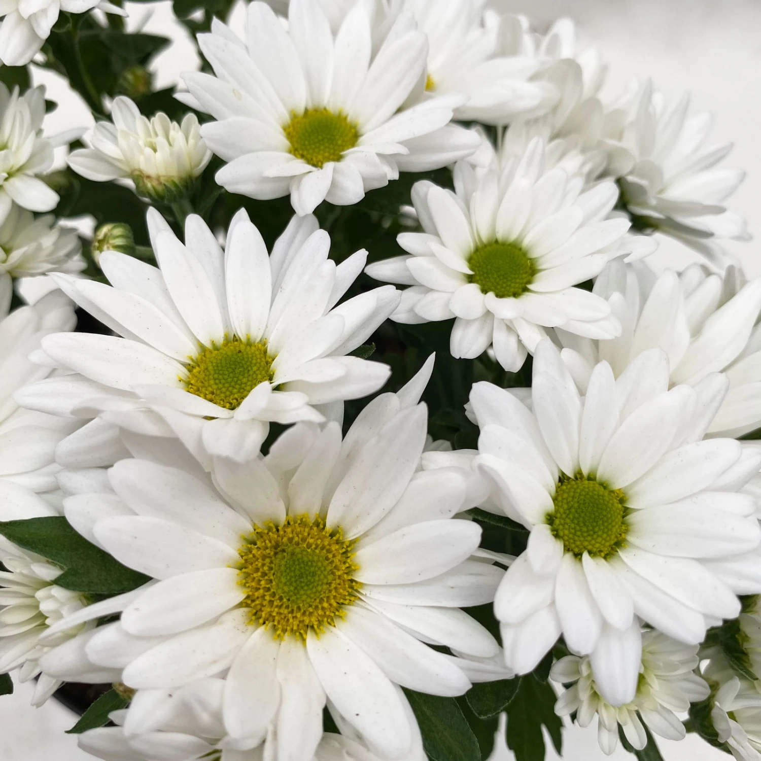 Chrysanthemen 'Swifty', Farben Zufällig, Topf-Ø 12 Cm, 6er-Set – Bild 17