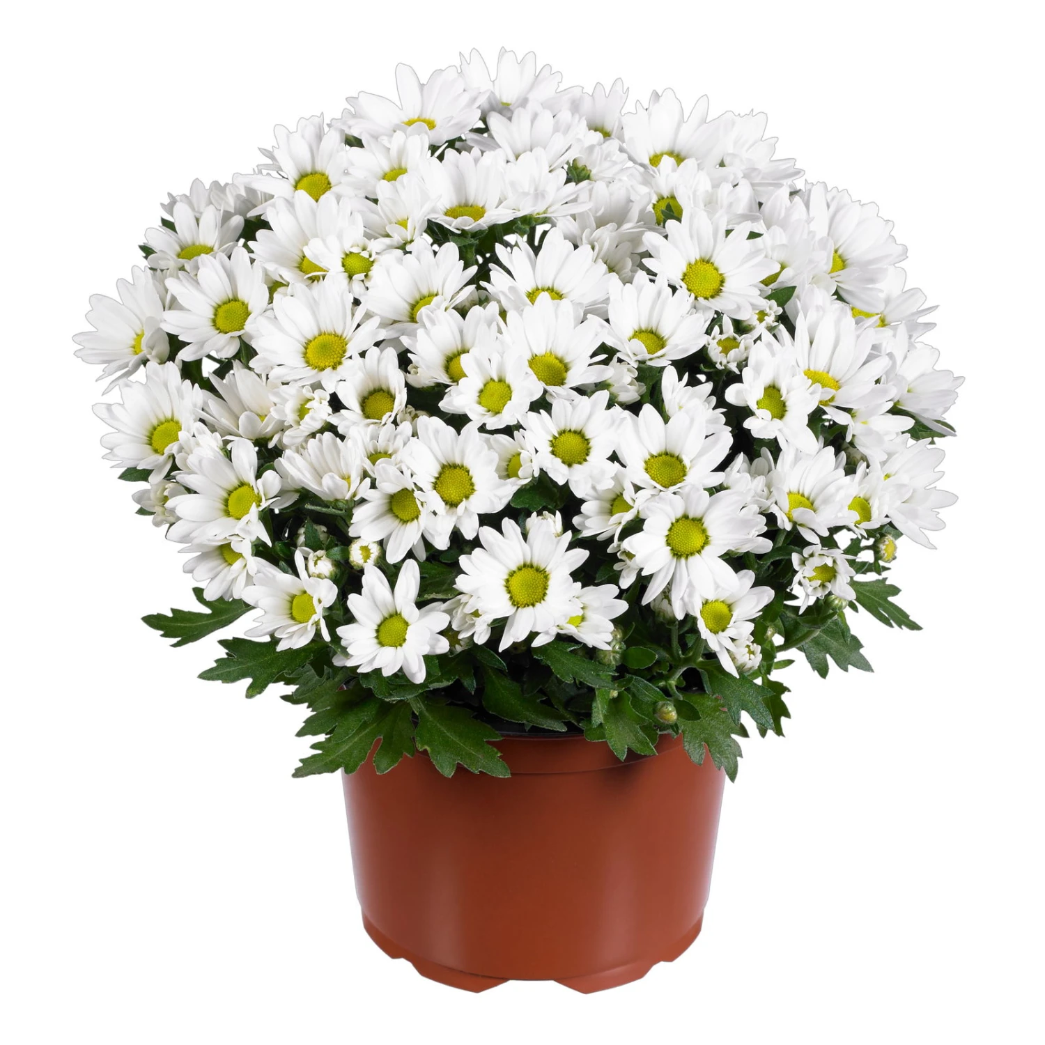 Chrysanthemen 'Swifty', Weiß, Topf-Ø 12 Cm, 6er-Set – Bild 3