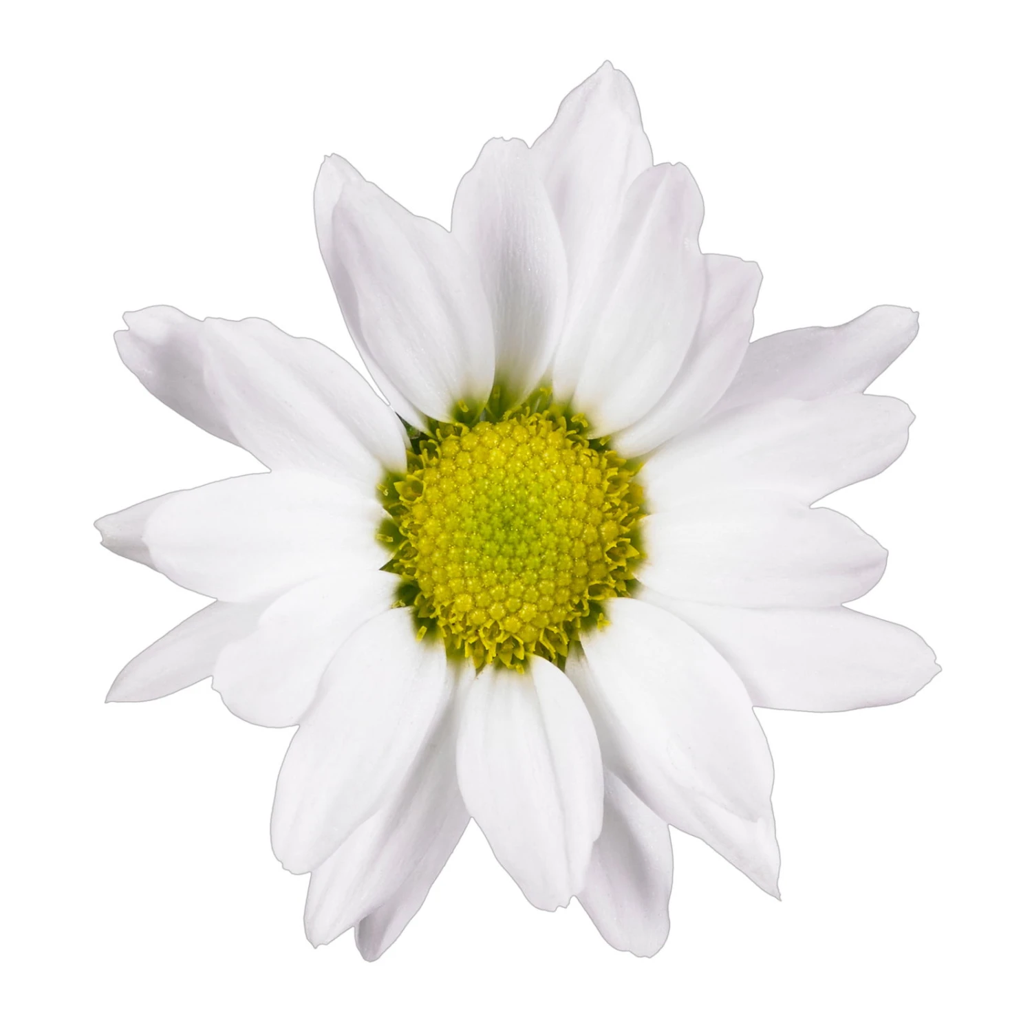 Chrysanthemen 'Swifty', Weiß, Topf-Ø 12 Cm, 6er-Set – Bild 4