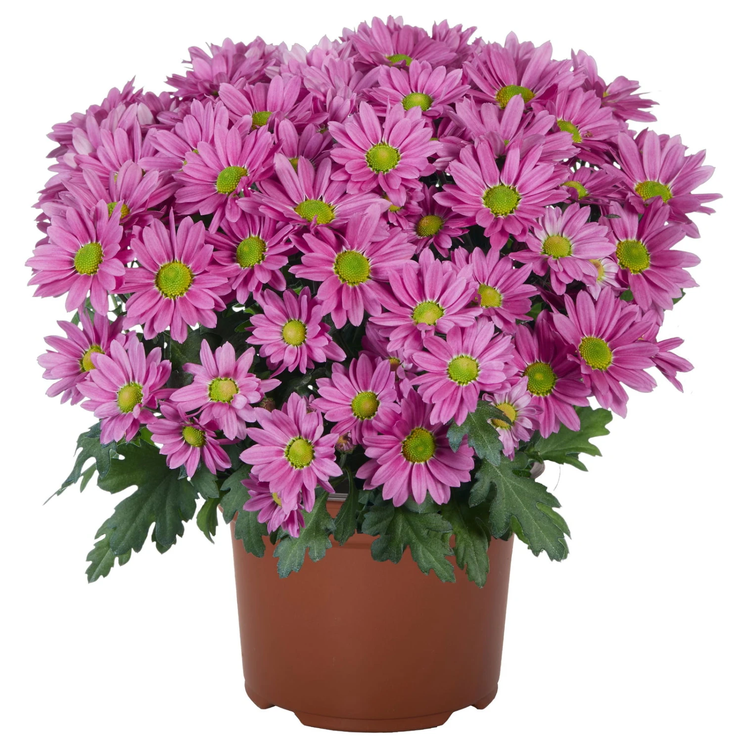 Chrysanthemen 'Swifty', Farben Zufällig, Topf-Ø 12 Cm, 6er-Set – Bild 20