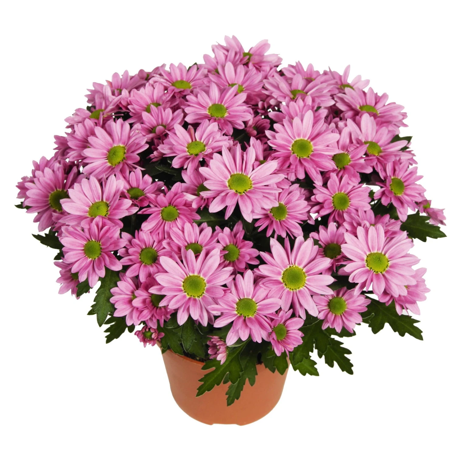 Chrysanthemen 'Swifty', Farben Zufällig, Topf-Ø 12 Cm, 6er-Set – Bild 18