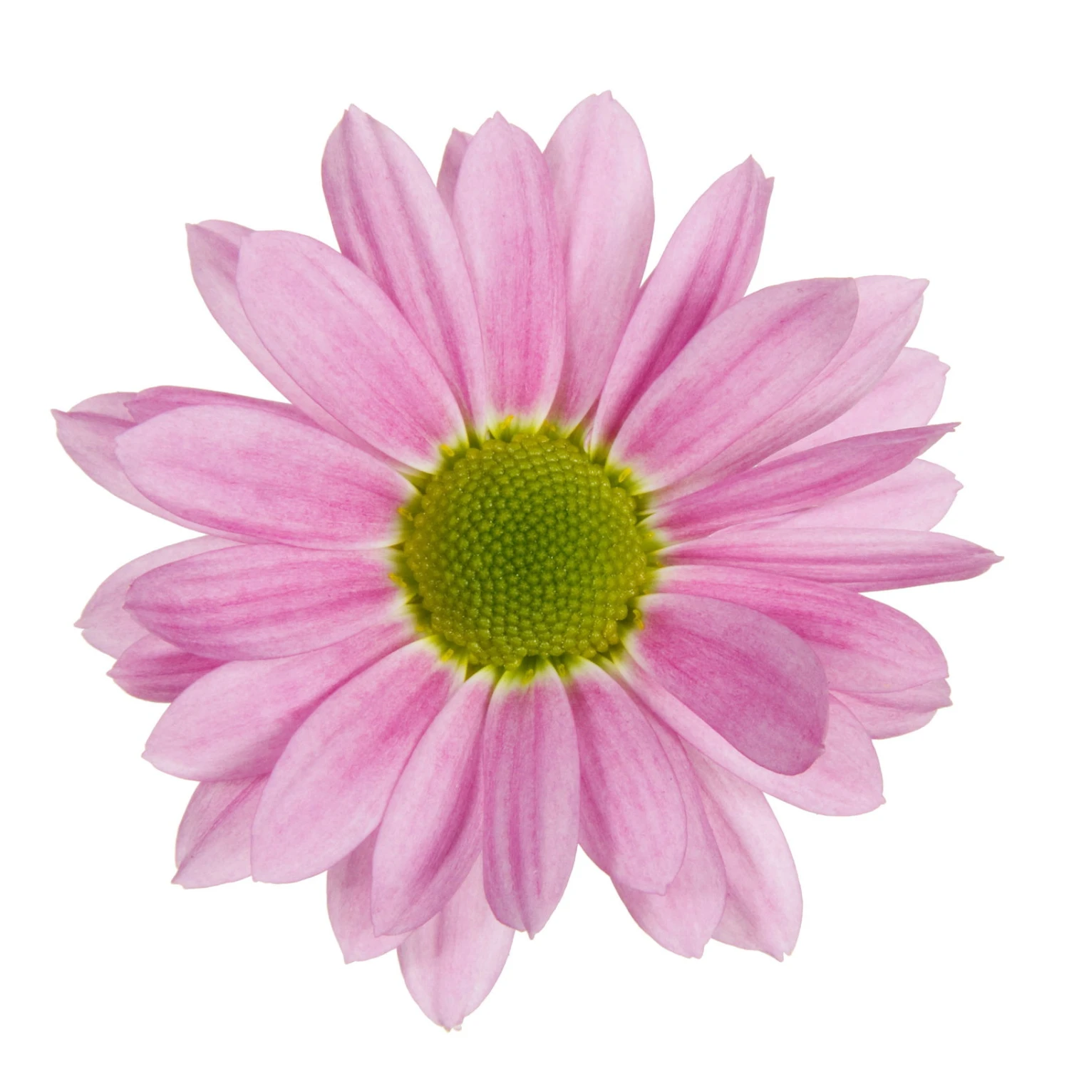 Chrysanthemen 'Swifty', Farben Zufällig, Topf-Ø 12 Cm, 6er-Set – Bild 19