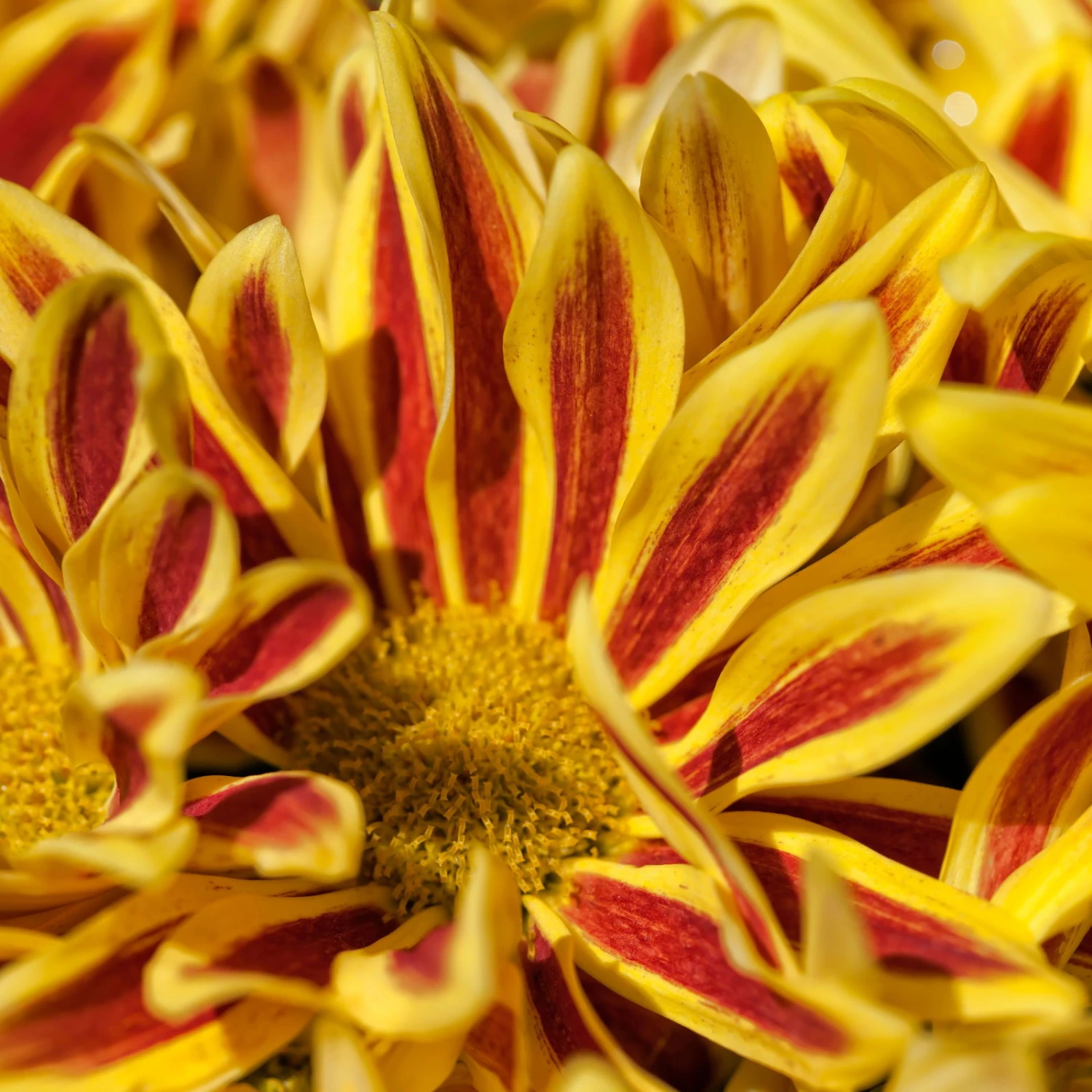 Chrysanthemen 'Rainbow Lake Worth' Gelb-rot Gestreift, Topf-Ø 14 Cm, 4er-Set – Bild 9