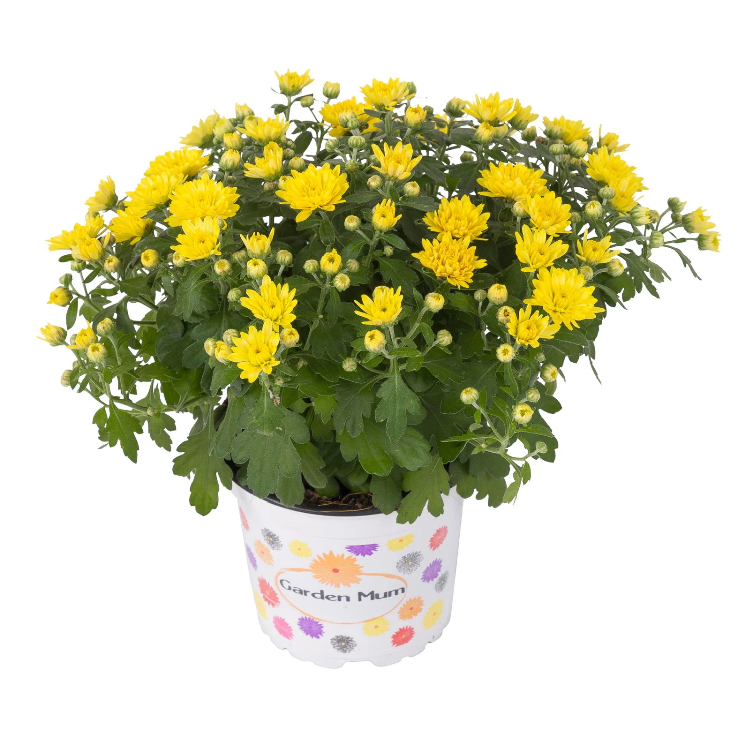 Chrysanthemen, Gelb, Topf-Ø 12 Cm, 6er-Set – Bild 2