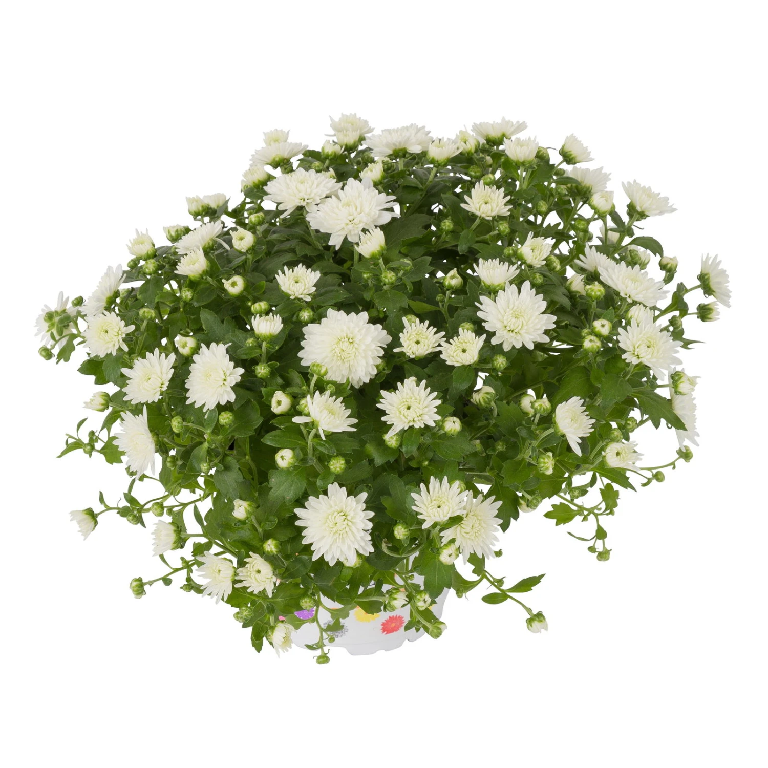 Chrysanthemen, Weiß, Topf-Ø 12 Cm, 6er-Set – Bild 2