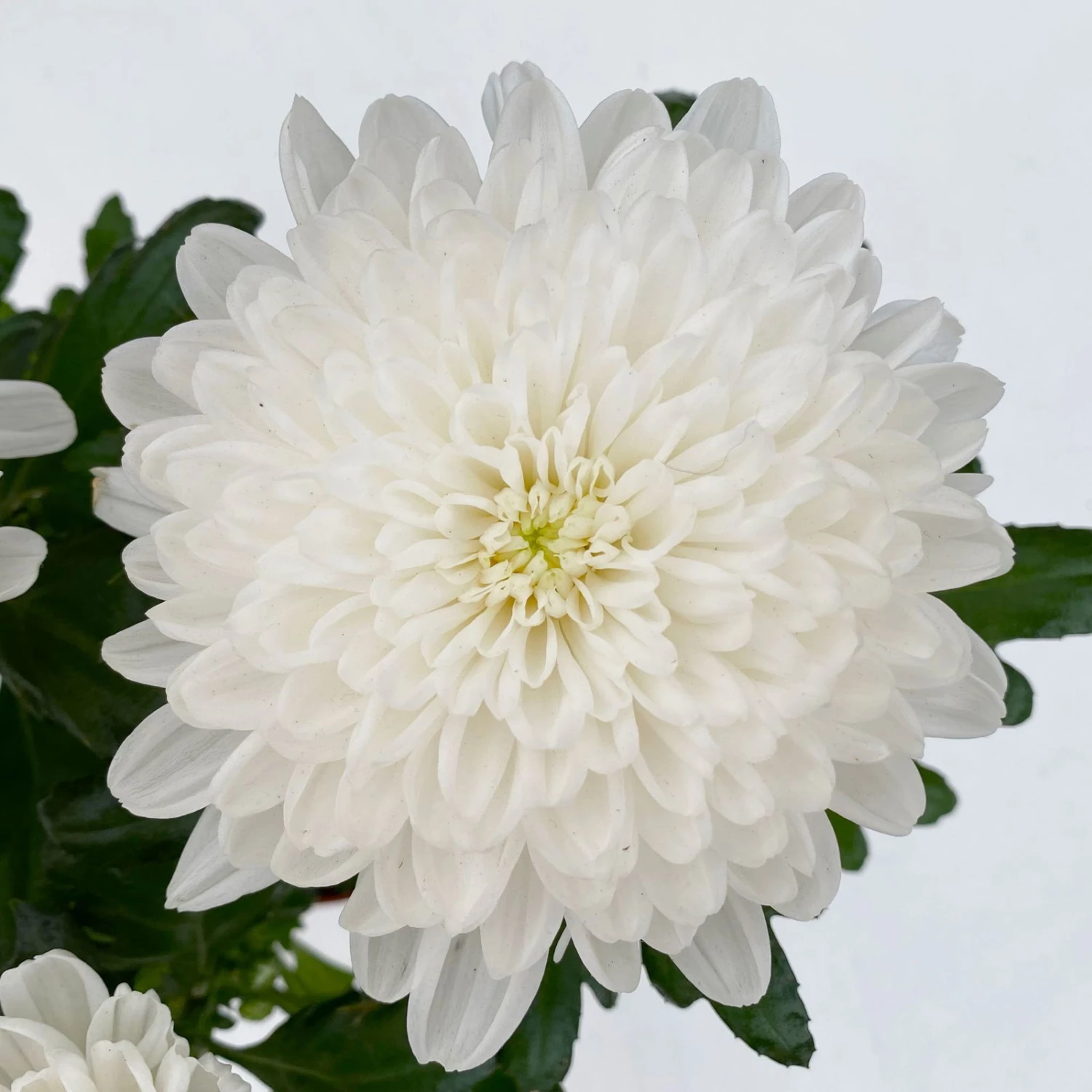 Chrysantheme 'Zembla Next White' Weiß, Großblumig, Topf-Ø 13 Cm, 3er-Set