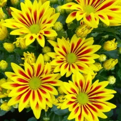 Chrysanthemen 'Rainbow Lake Worth' Gelb-rot Gestreift, Topf-Ø 14 Cm, 4er-Set