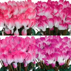 Alpenveilchen 'Indiaka® Geflammt, Farben Zufällig, Topf-Ø 12cm, 3er-Set