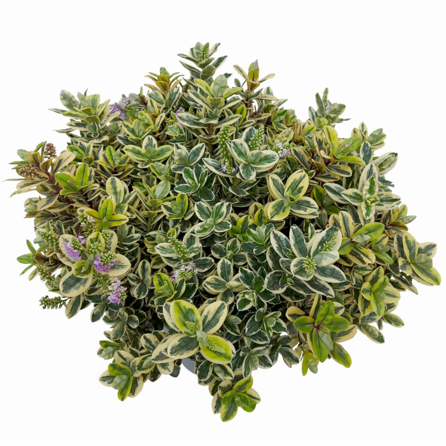 Hebe Buntlaubig, Topf-Ø 23 Cm – Bild 2