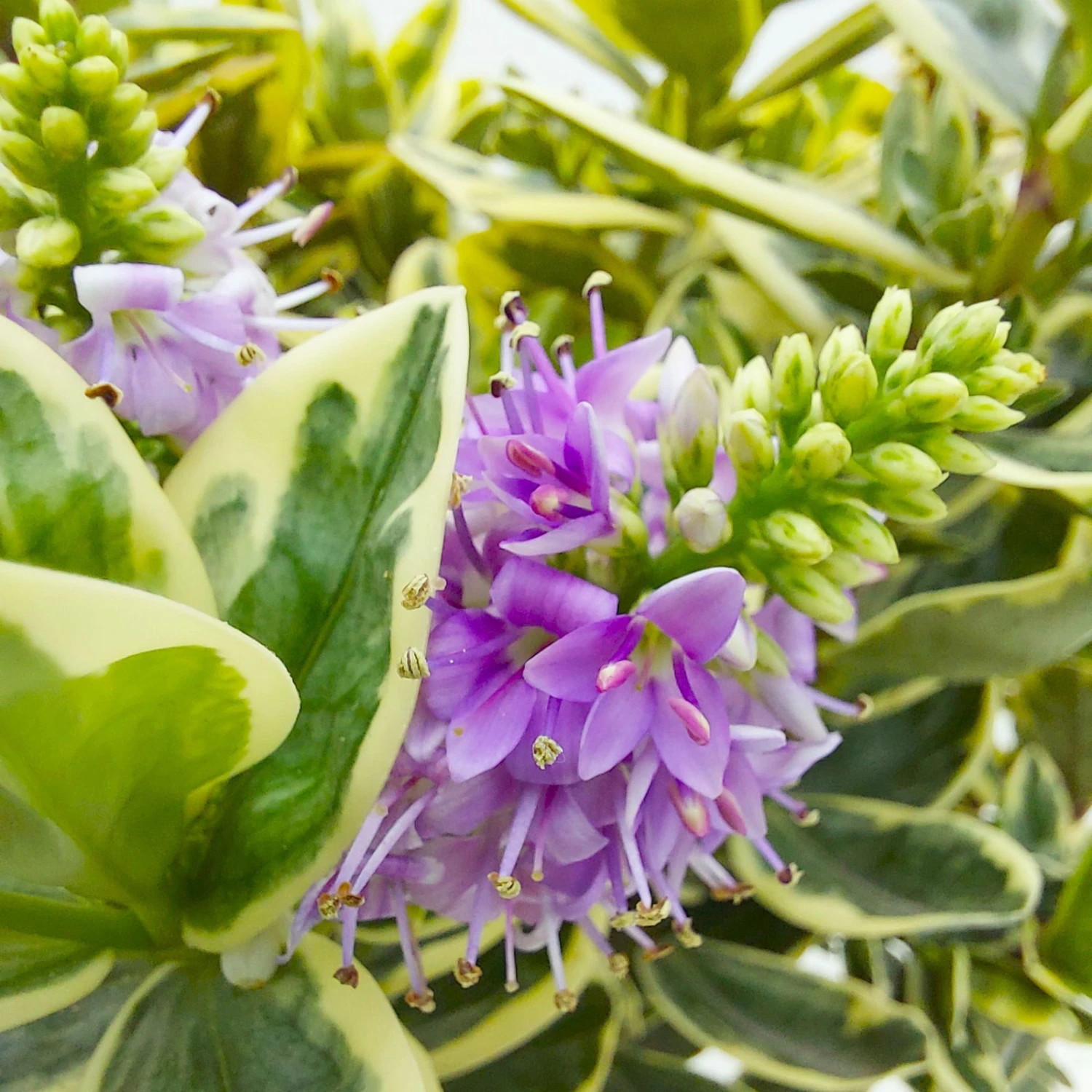 Hebe Buntlaubig, Topf-Ø 23 Cm – Bild 4