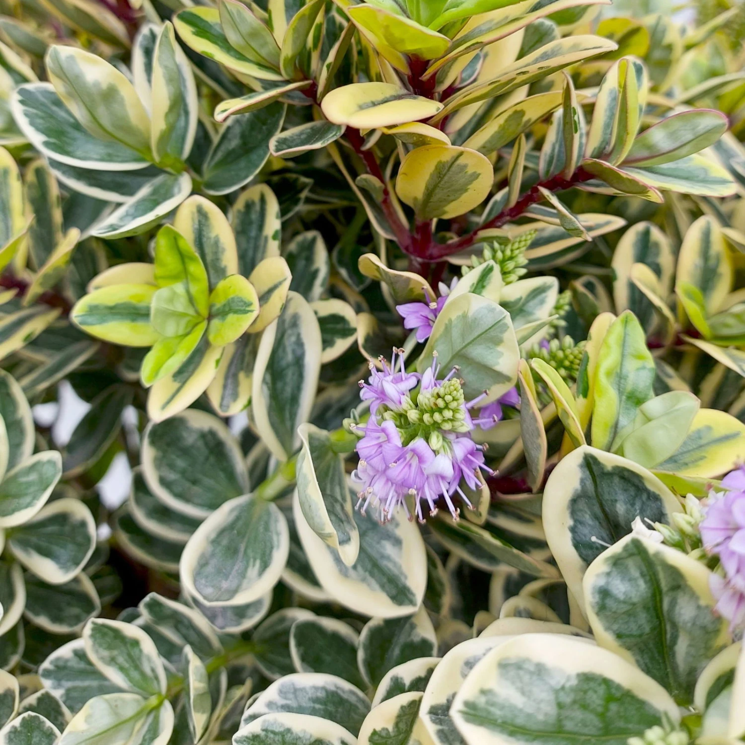 Hebe Buntlaubig, Topf-Ø 23 Cm – Bild 3