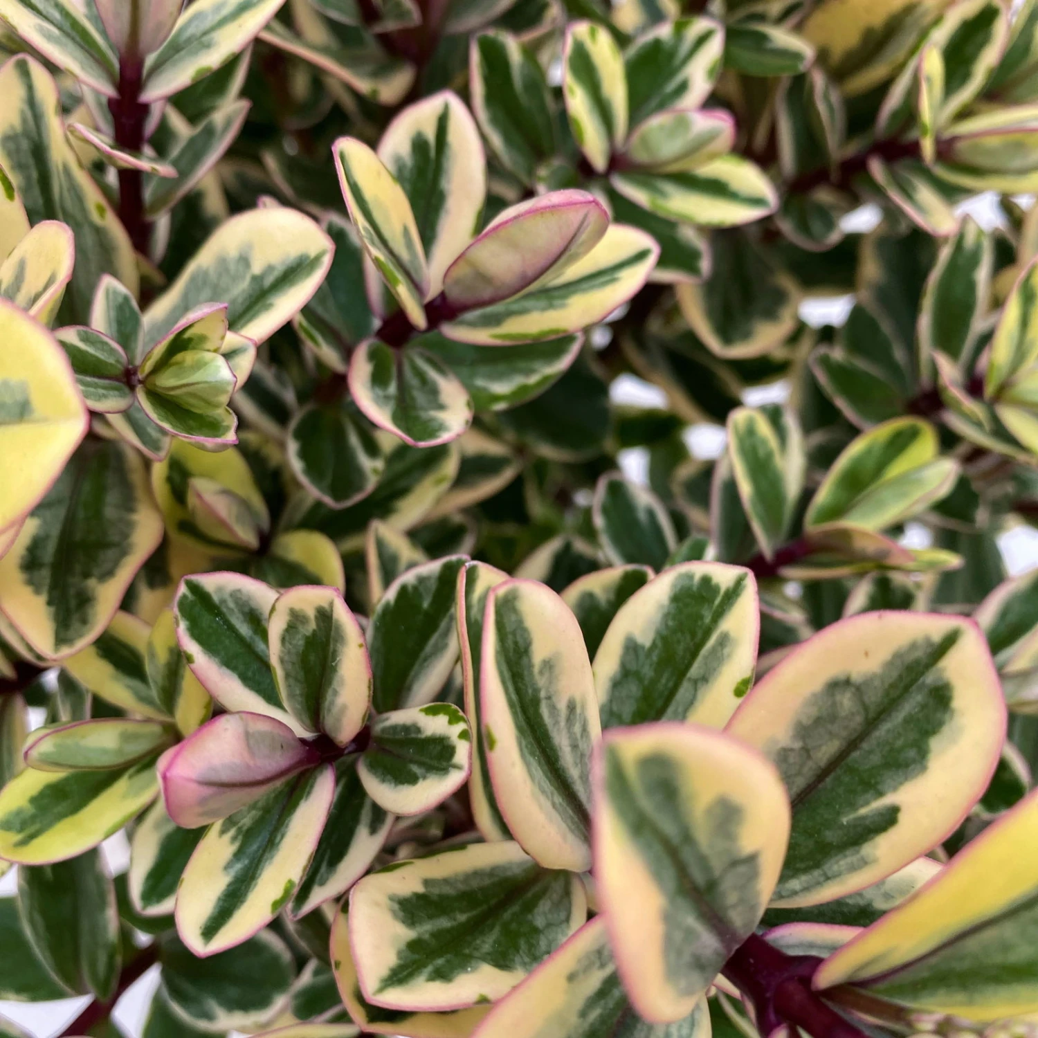 Hebe Buntlaubig, Topf-Ø 12 Cm, 3er-Set – Bild 2