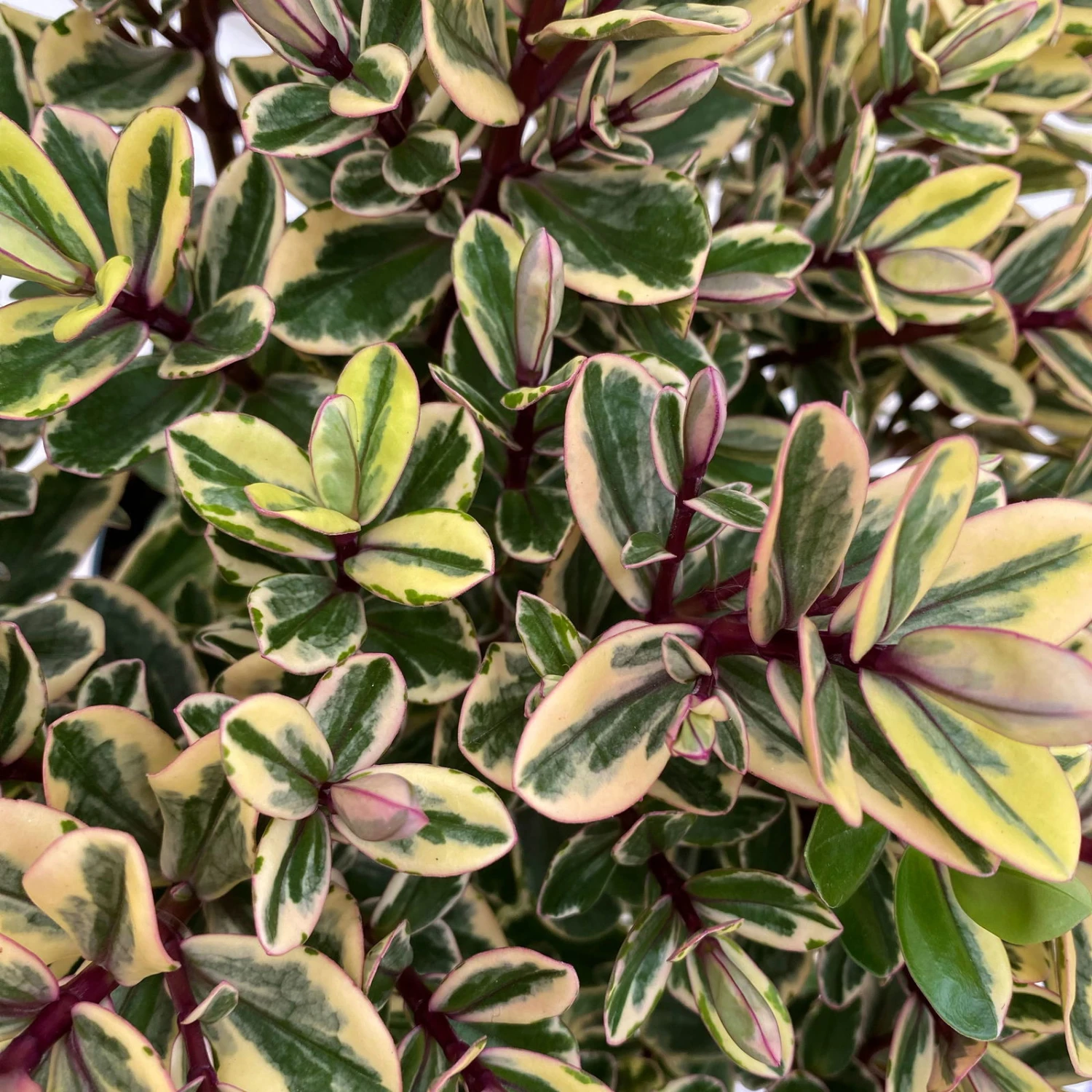 Hebe Buntlaubig, Topf-Ø 12 Cm, 3er-Set – Bild 3