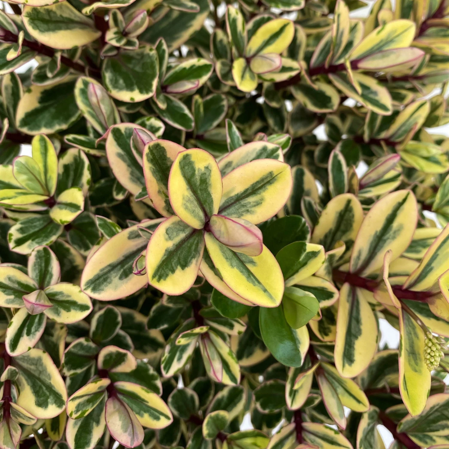 Hebe Buntlaubig, Topf-Ø 12 Cm, 3er-Set – Bild 4