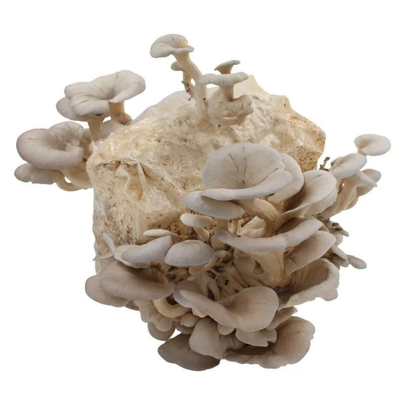 Bio Home Pilzzuchtset Für Austernpilze – Bild 3