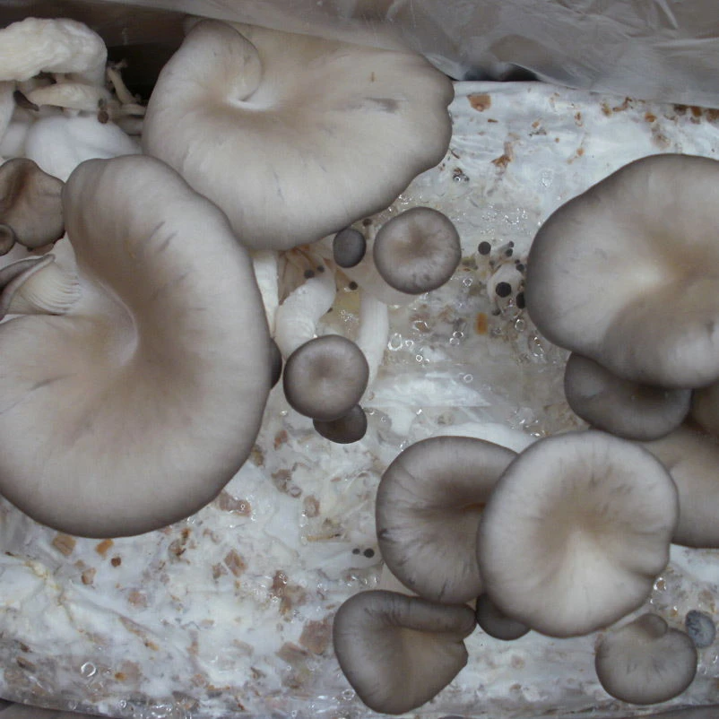 Bio Home Pilzzuchtset Für Austernpilze – Bild 2