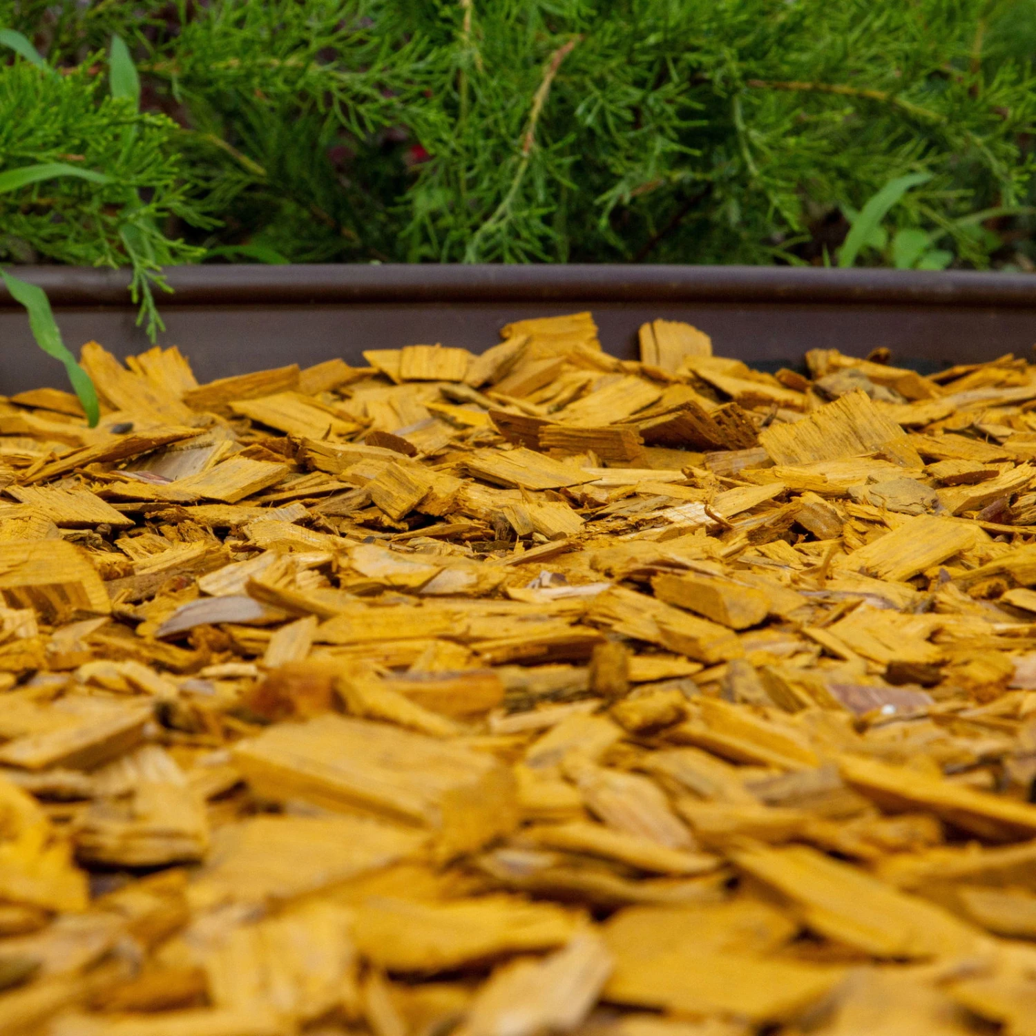 Plantop Dekormulch Goldgelb, 1950 L Gesamt, 39 Sack á 50 Liter – Bild 2