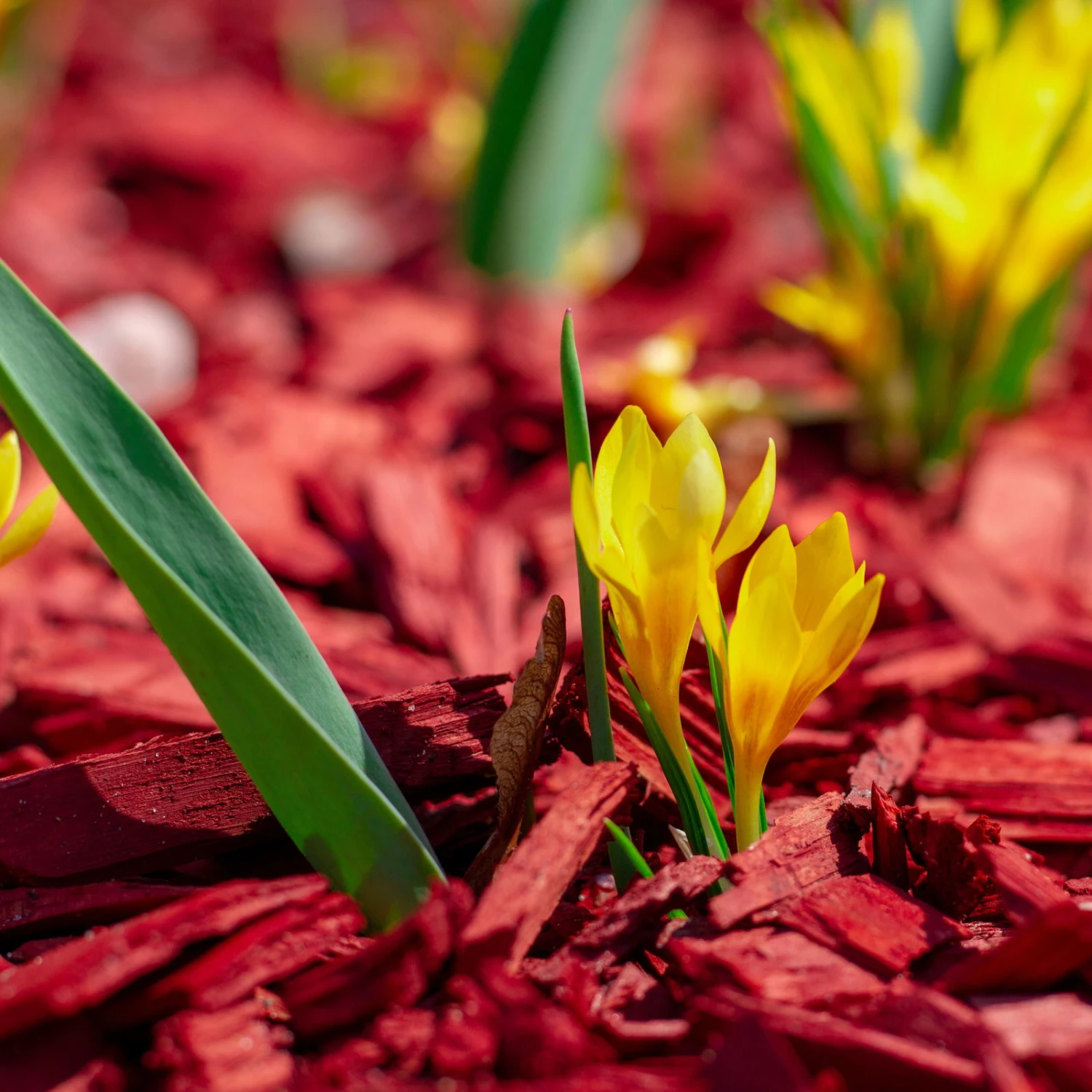Plantop Dekormulch Ziegelrot, 1950 L Gesamt, 39 Sack á 50 Liter – Bild 2