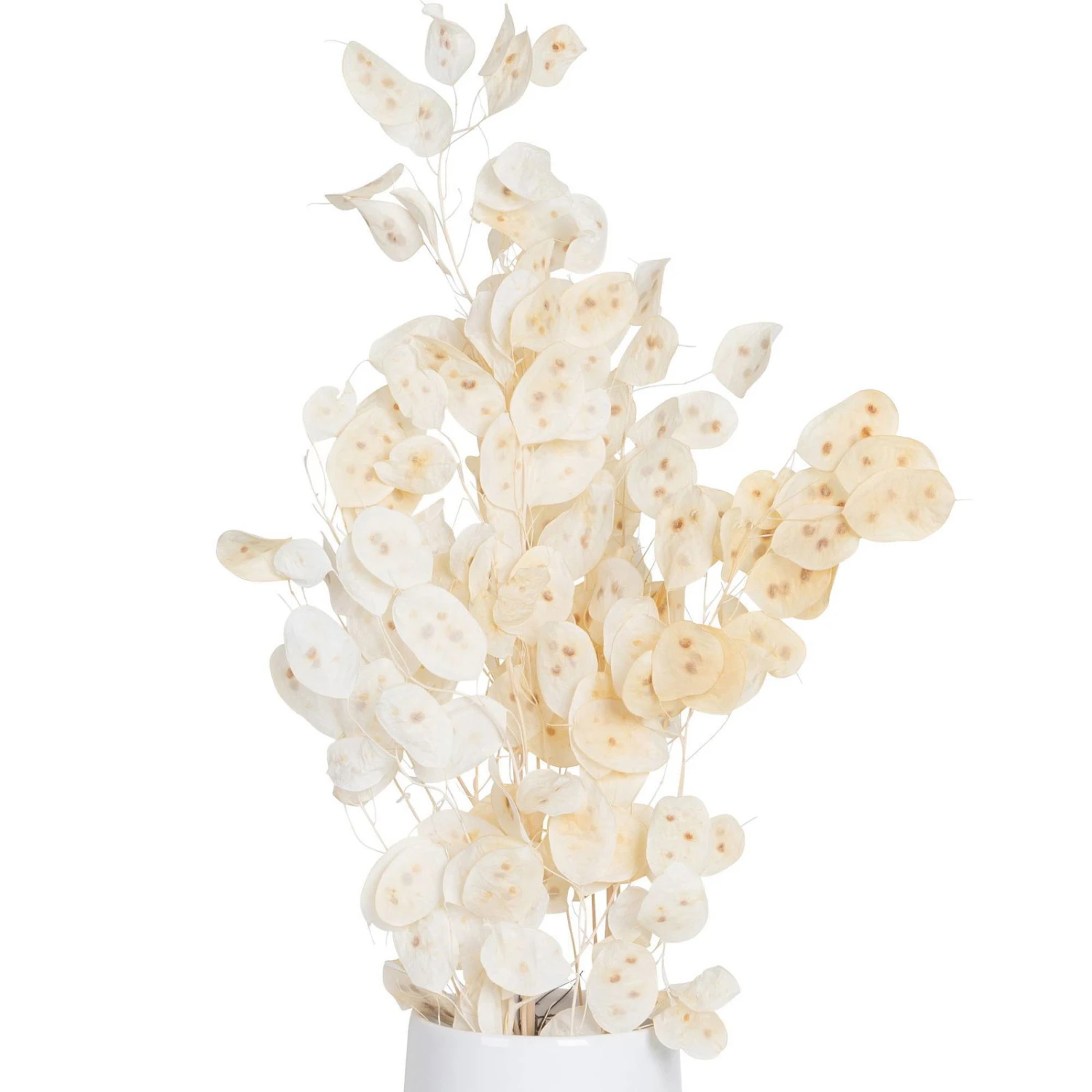 Silbertaler, Getrocknet, Lunaria, Ca. 80 Cm Lang – Bild 2