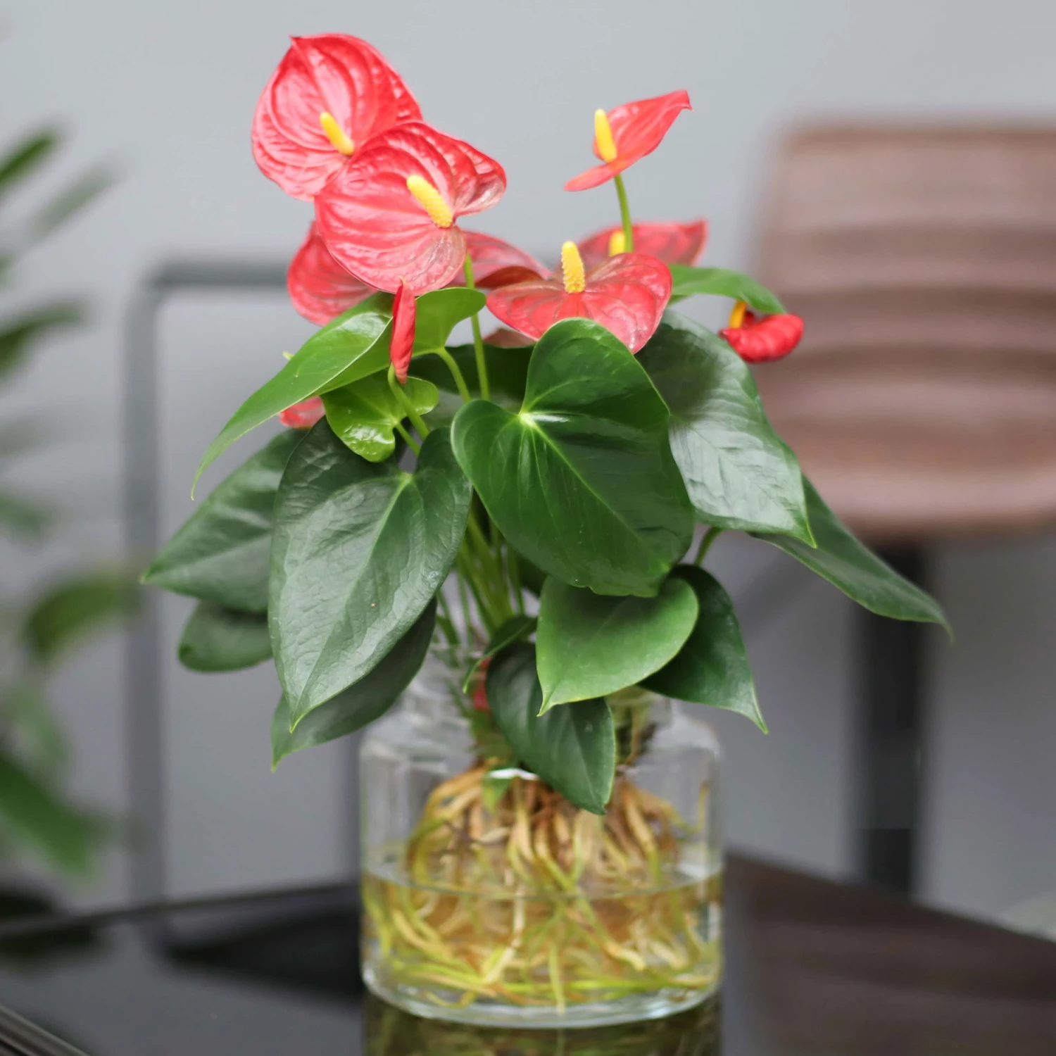 Anthurie 'Water Roots' Rot In Glasvase 12cm Ø, Ohne Erde