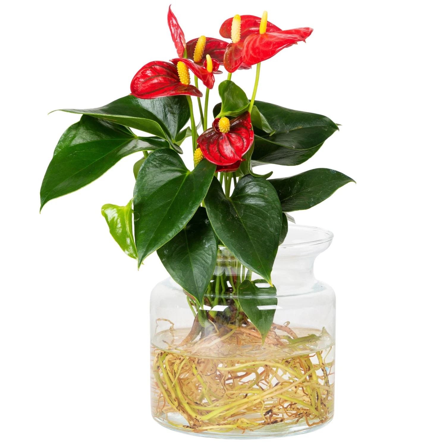 Anthurie 'Water Roots' Rot In Glasvase 12cm Ø, Ohne Erde – Bild 2
