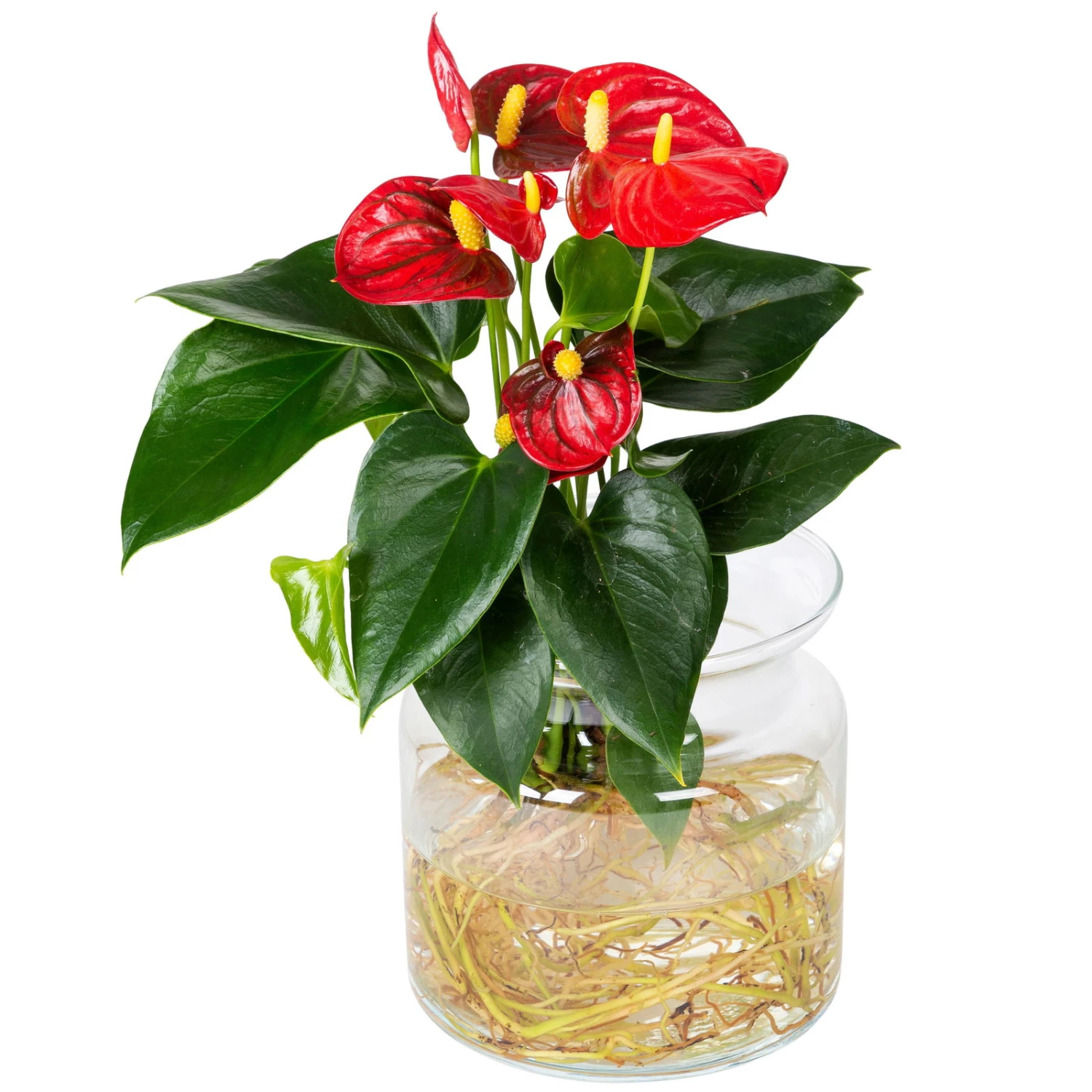Anthurie 'Water Roots' Rot In Glasvase 12cm Ø, Ohne Erde – Bild 3